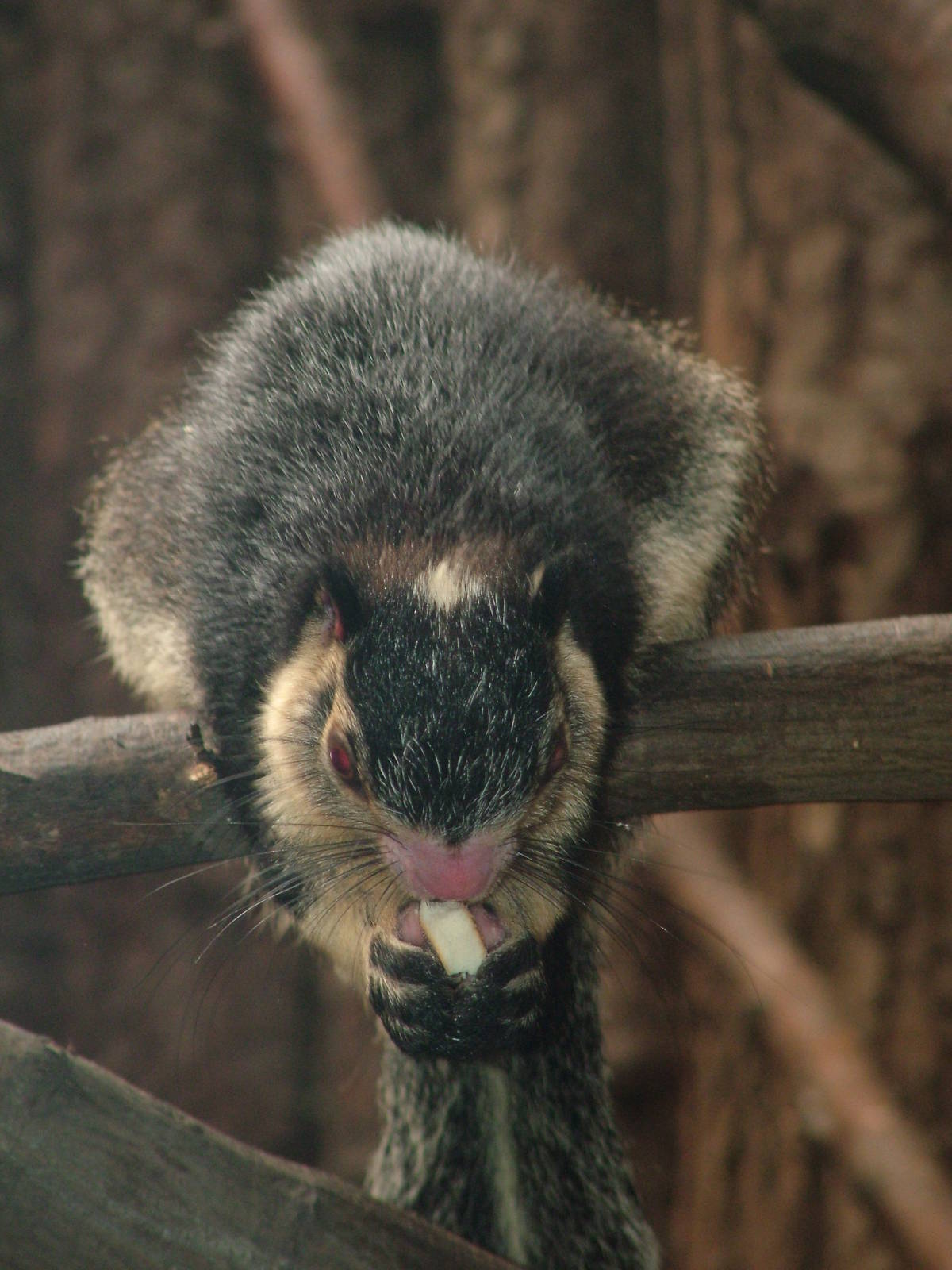 Grizzled Giant Squirrel at Ostrava, 29/05/10