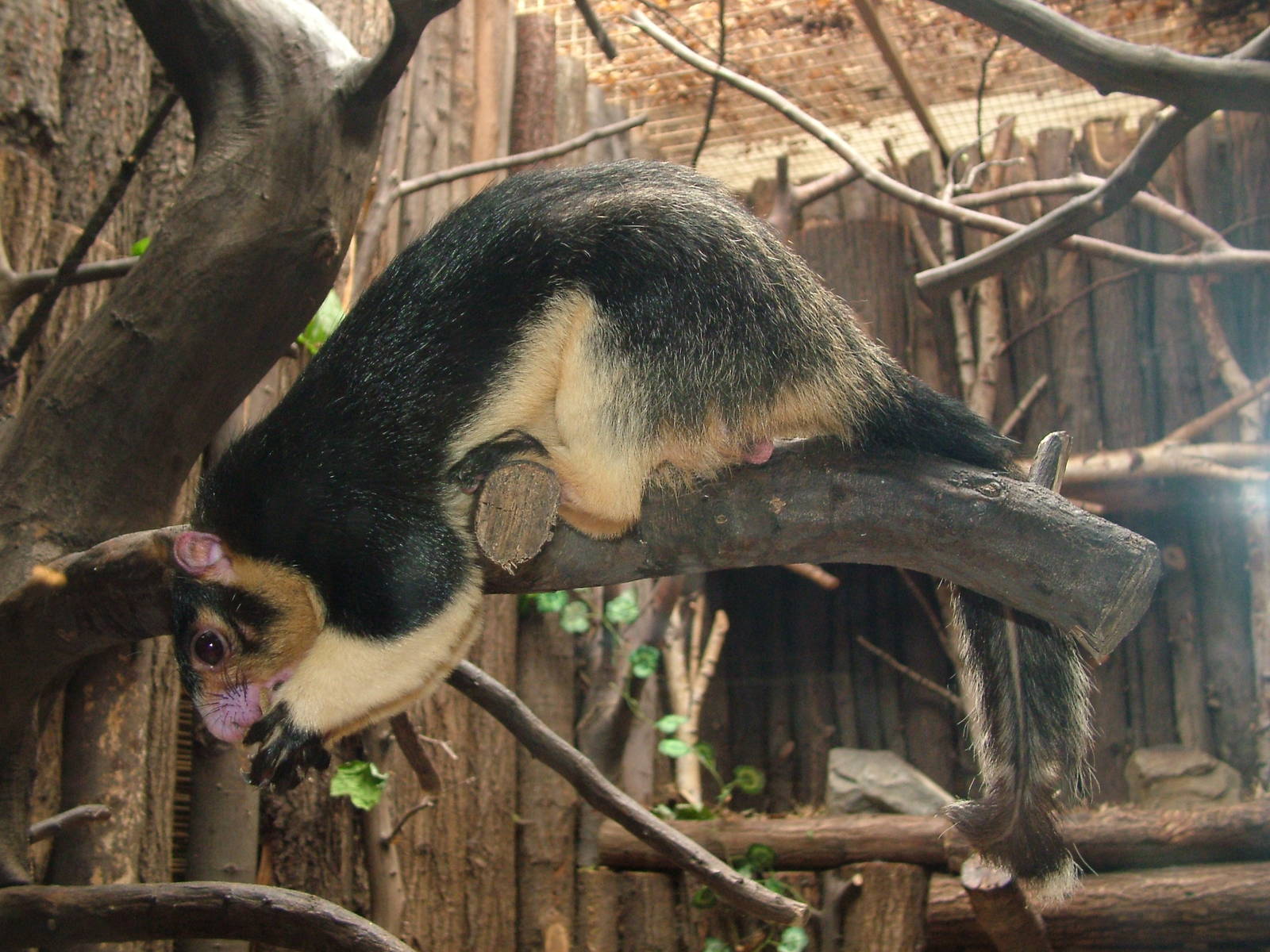 Grizzled Giant Squirrel at Ostrava, 29/05/10