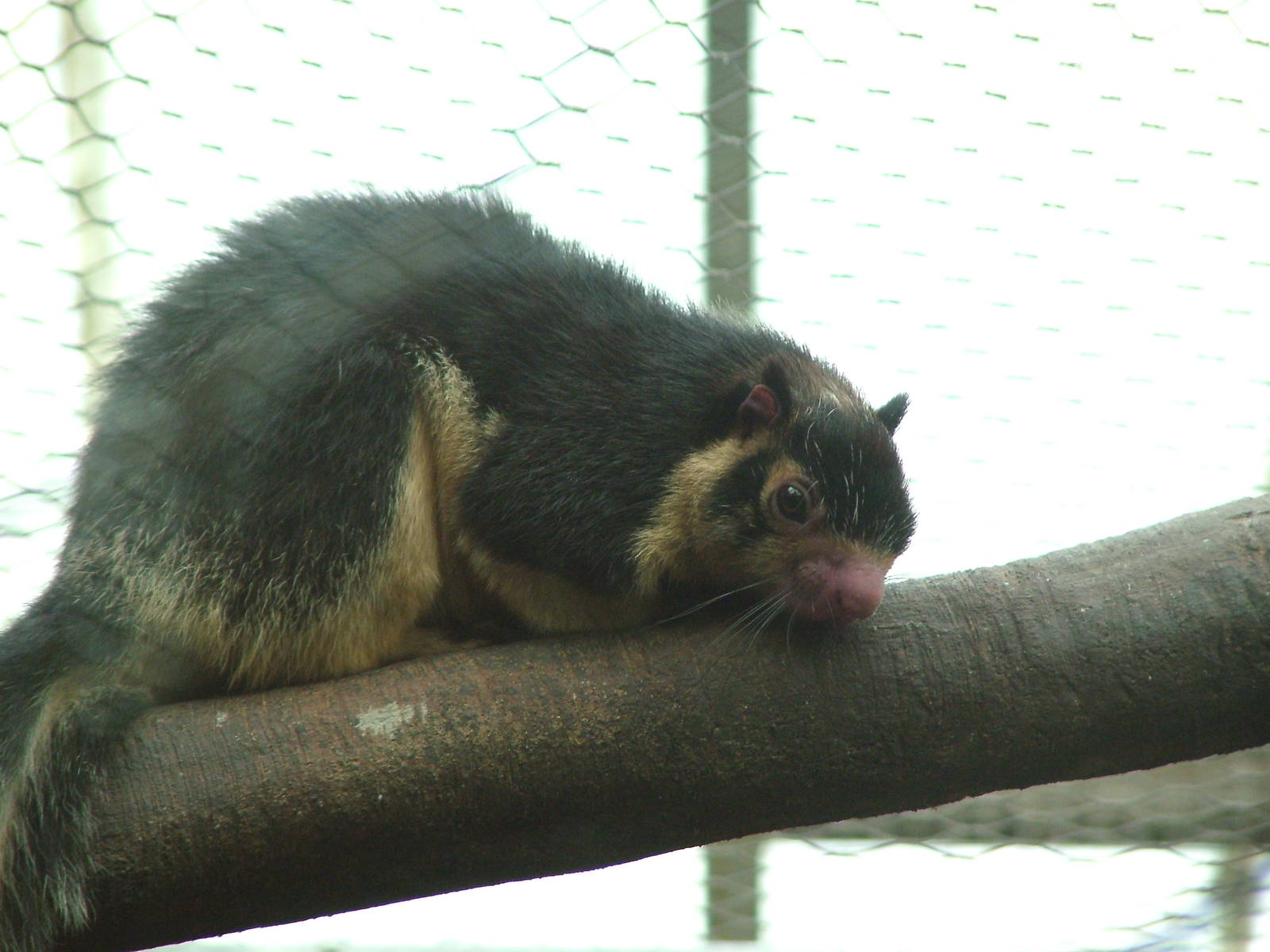 Grizzled Giant Squirrel at the RSCC, 31/07/10