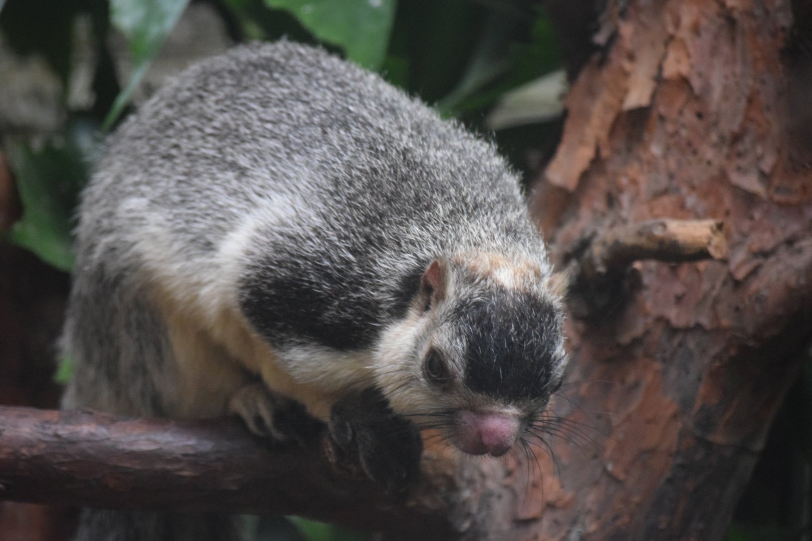Grizzled giant squirrel - August 2019