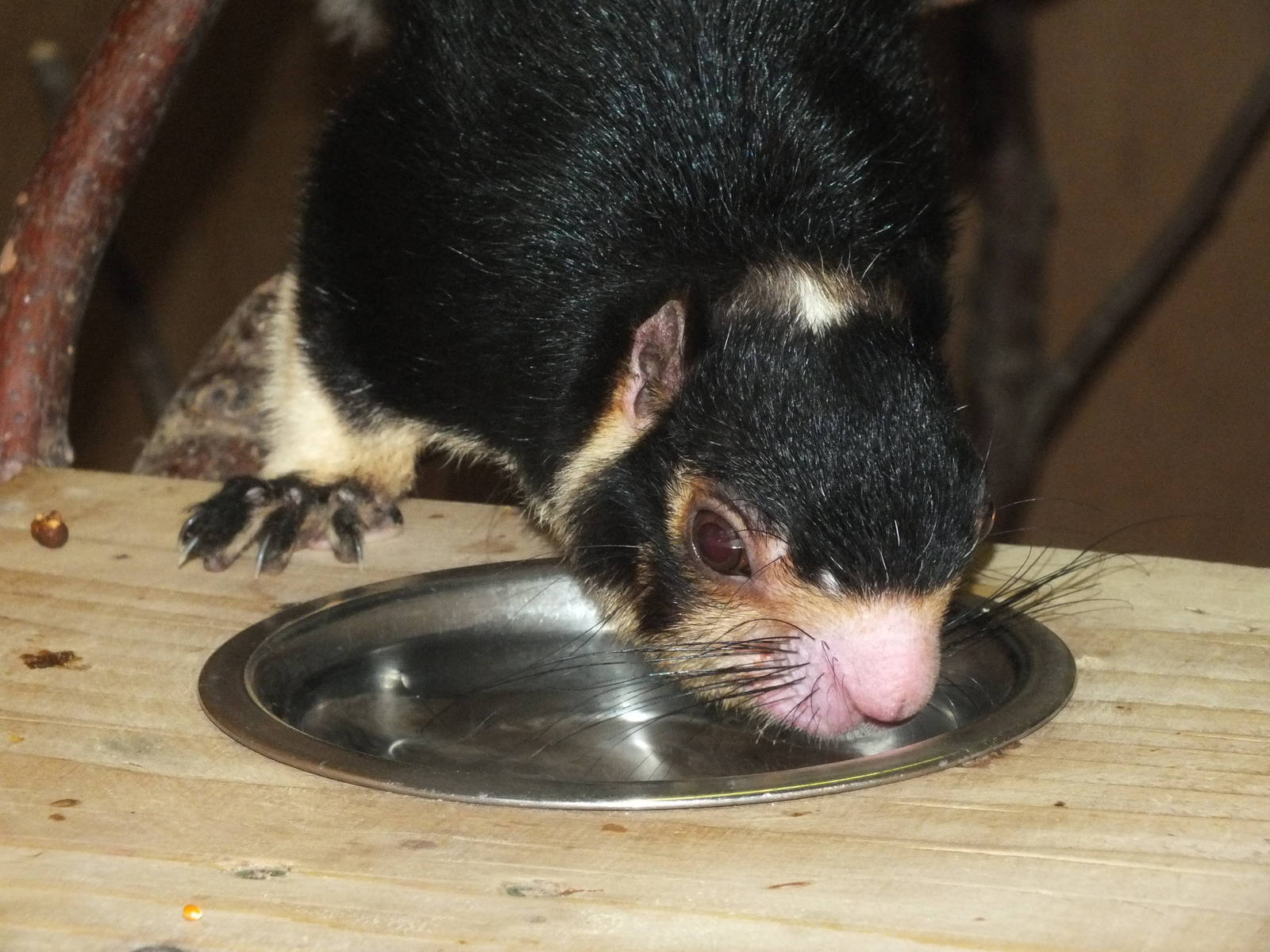 Grizzled Giant Squirrel (Ratufa macroura) at Exmoor Zoo - January 28th 2013