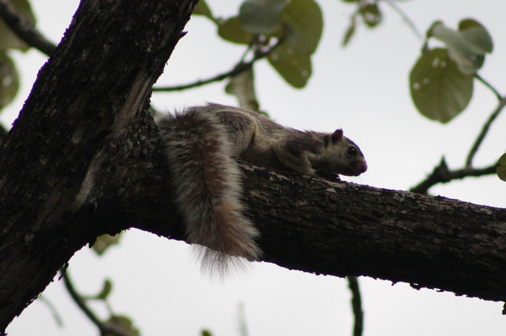 Grizzled Giant Squirrel (Ratufa macroura)