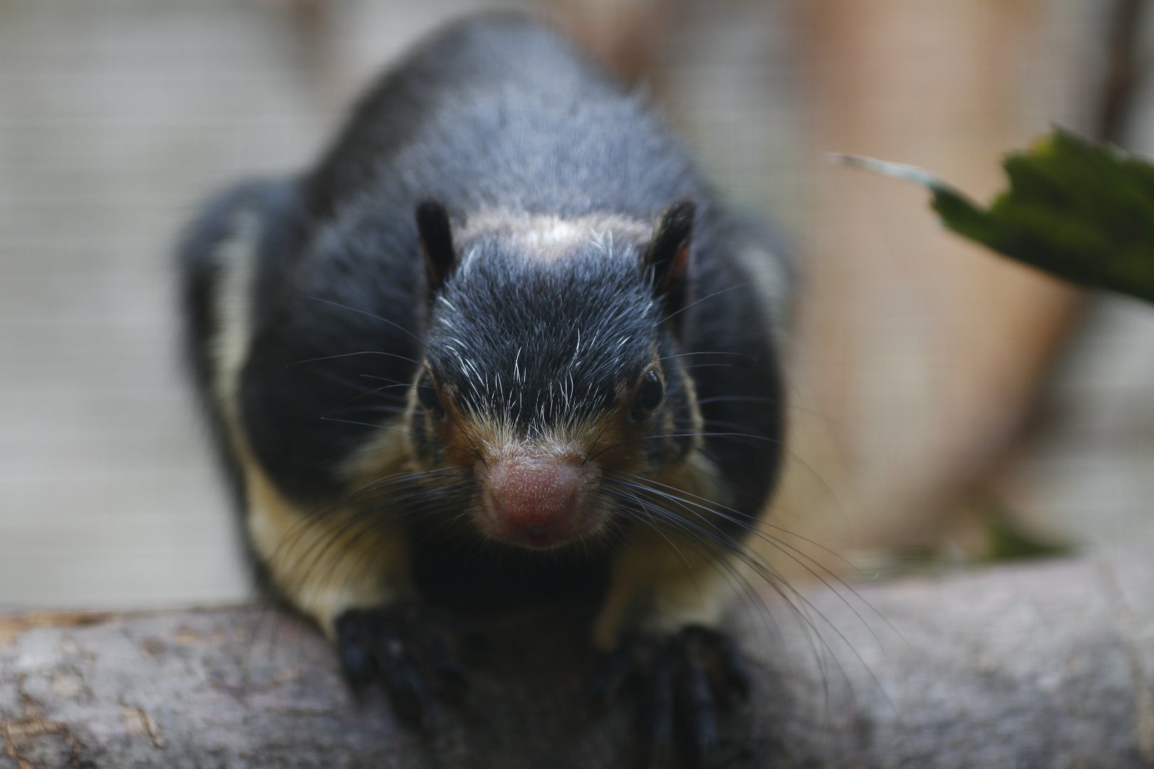 Grizzled giant squirrel (Ratufa macroura)