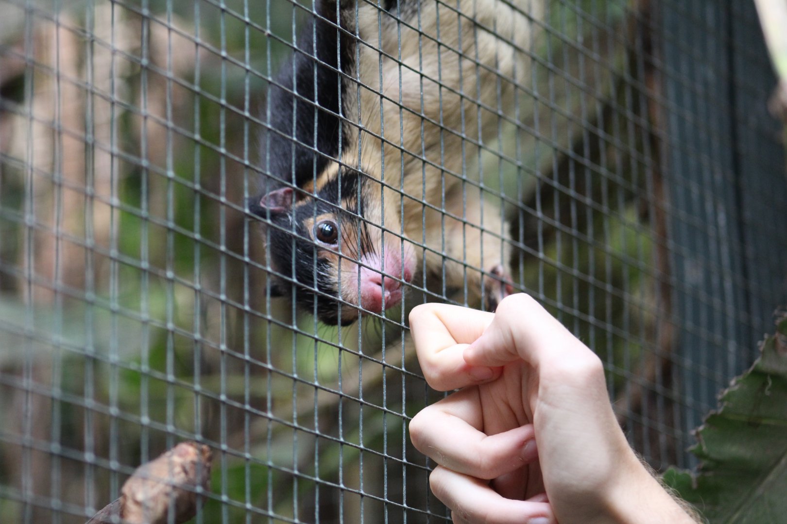 Grizzled Giant Squirrel