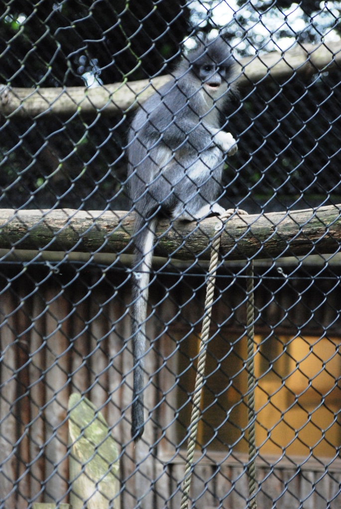 Grizzled Langur at Howletts, 30/08/14