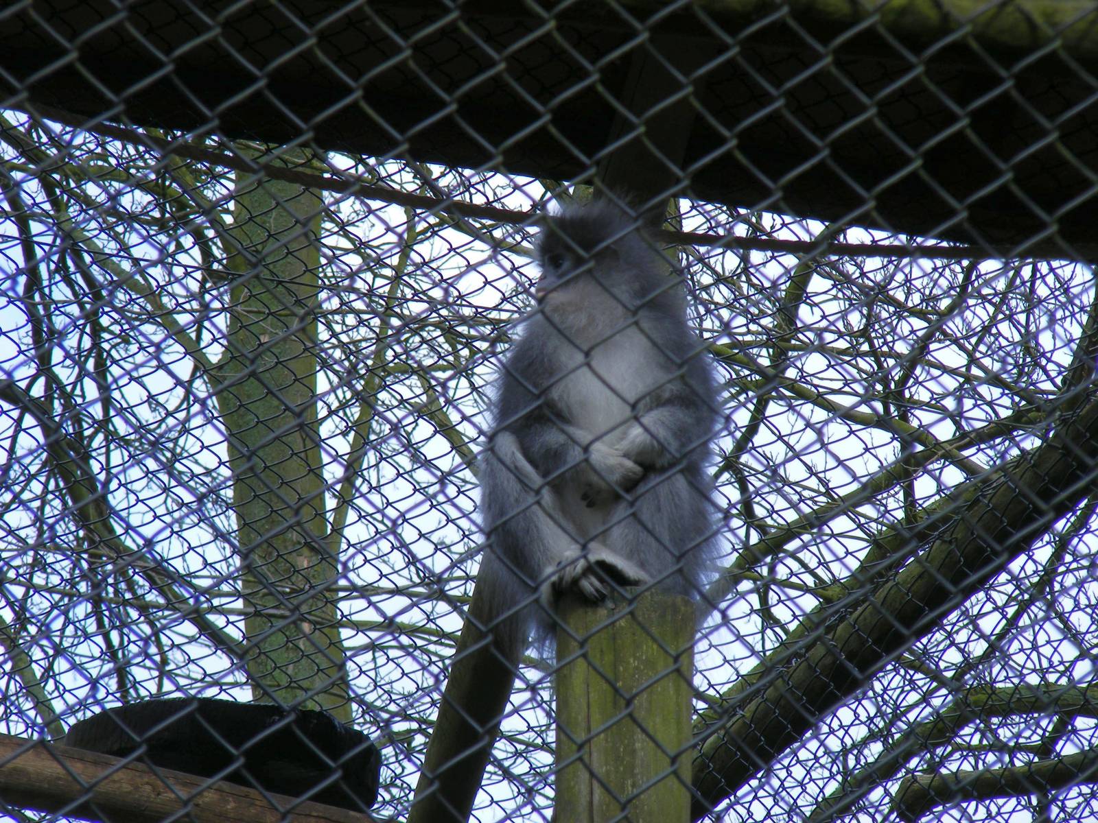 Grizzled leaf monkey at Howletts Wild Animal Park, 3 April 2010