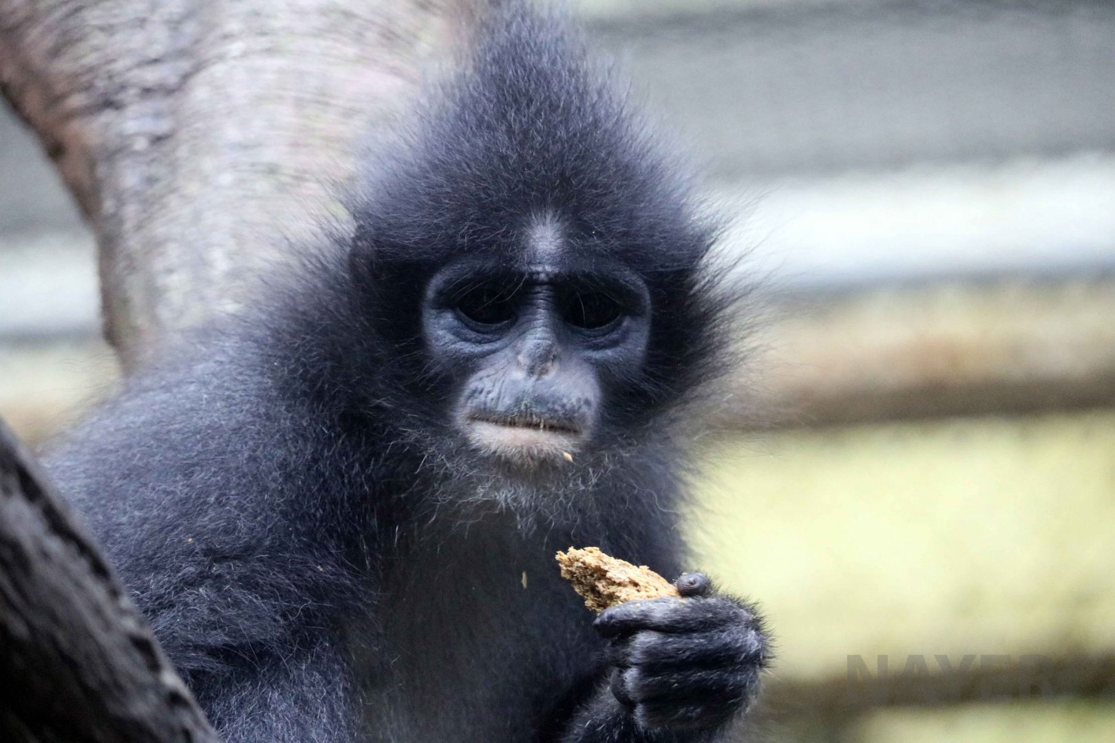 Grizzled leaf monkey, June 2016