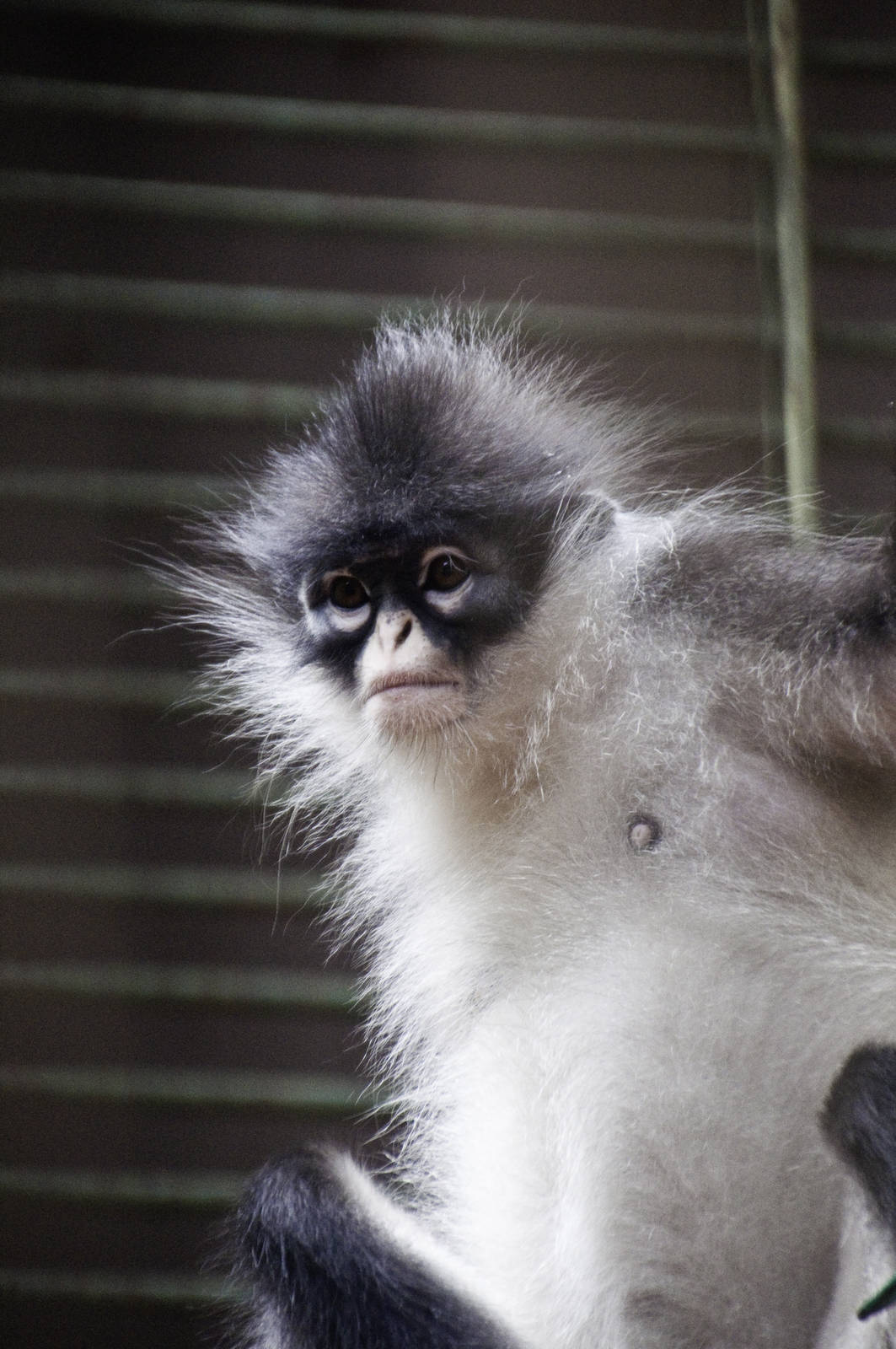 Grizzled Leaf Monkey - Presbytis comata - Ragunan Zoo 2012