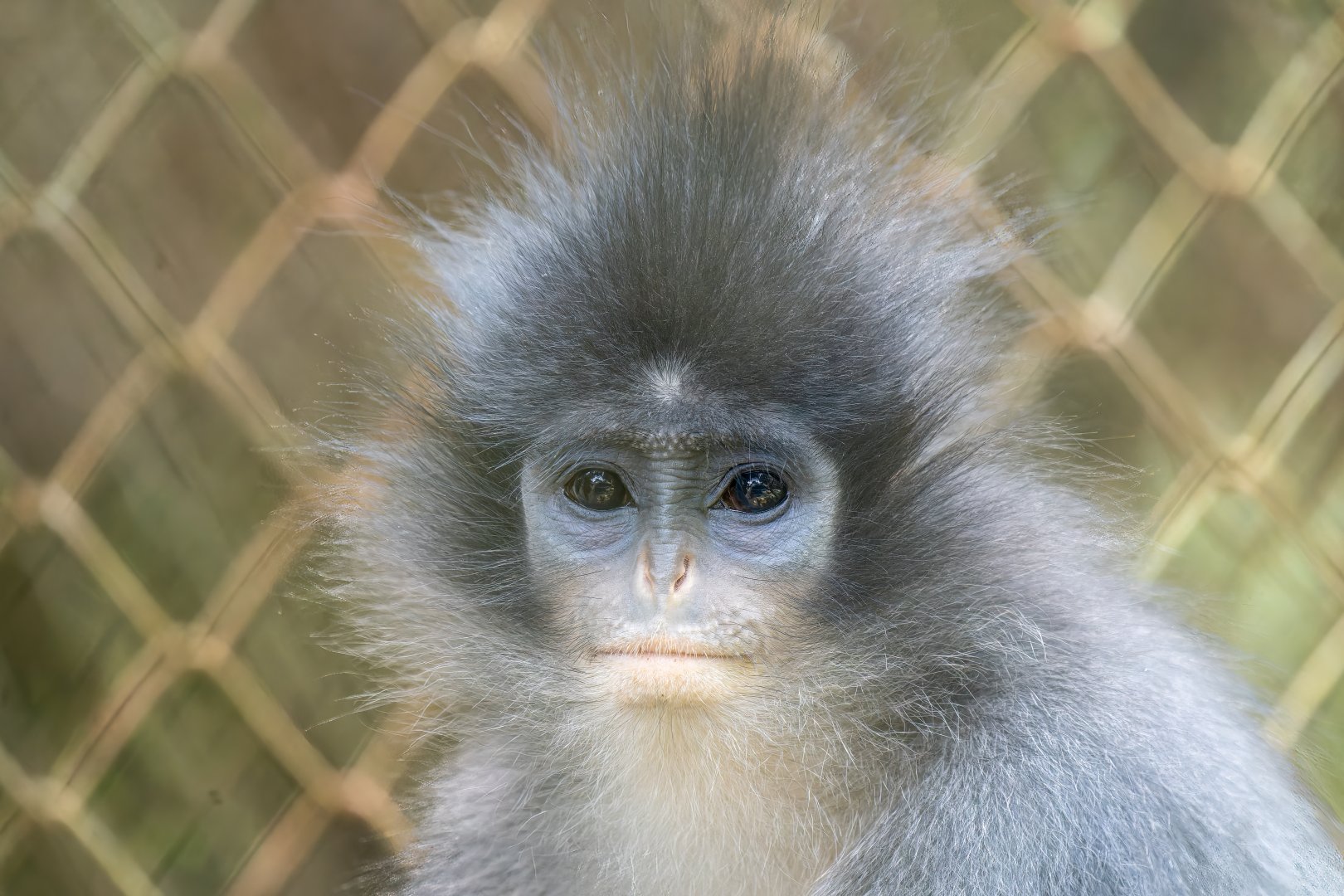 Grizzled Leaf Monkey - Presbytis comata