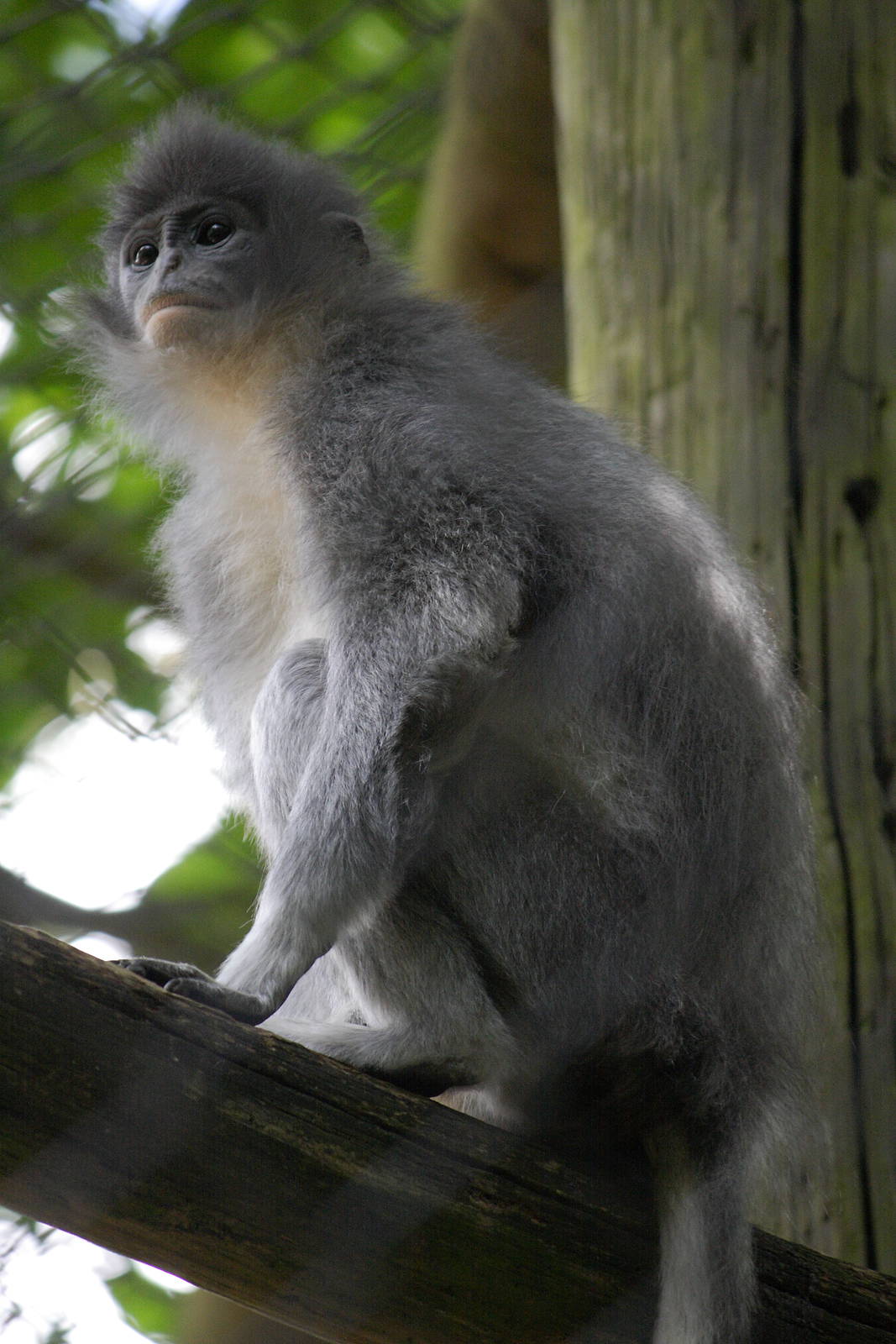 Grizzled leaf monkey