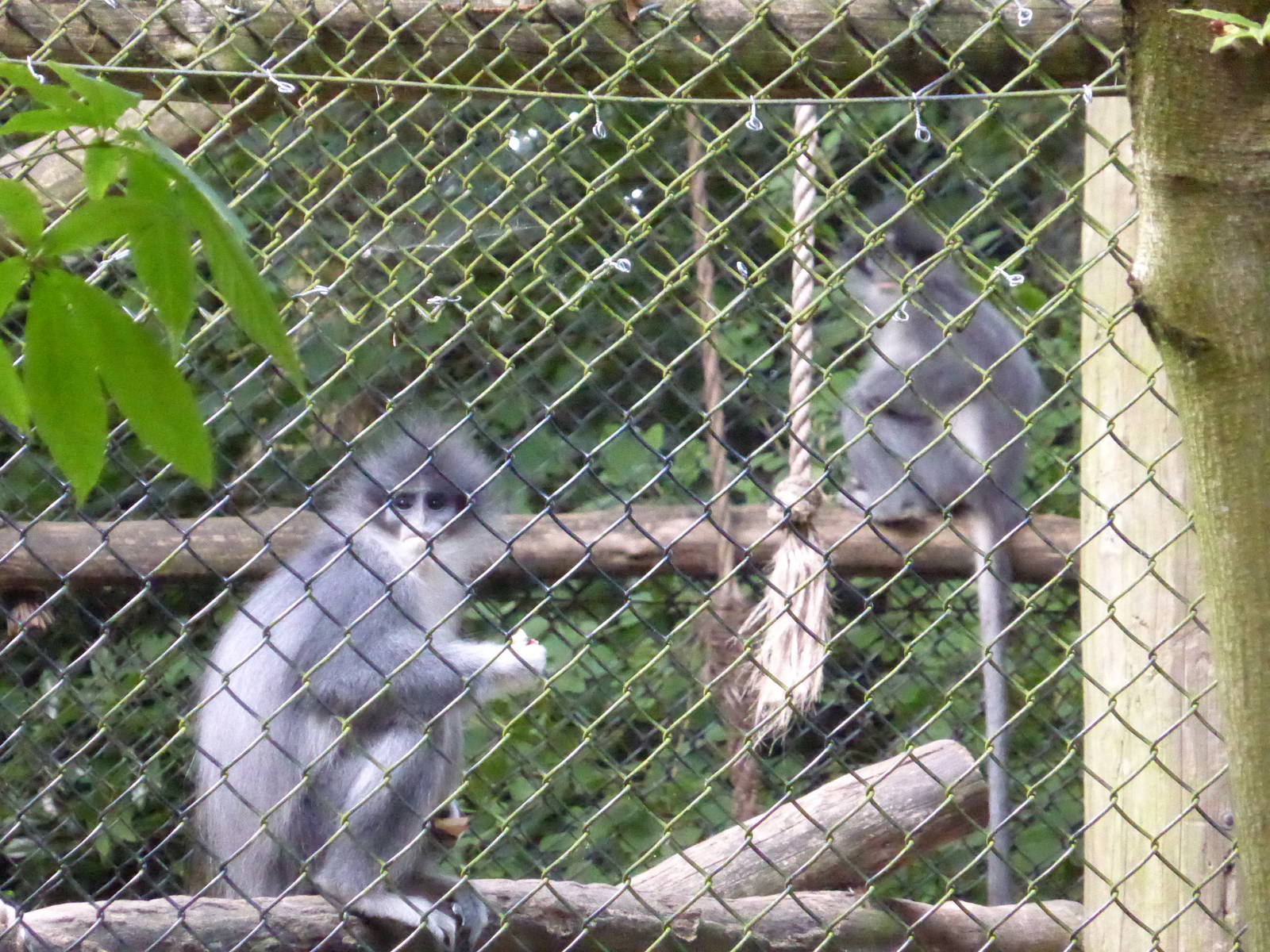 Grizzled Leaf Monkey