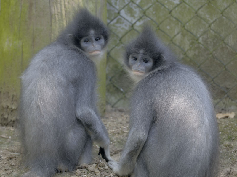 Grizzled leaf monkeys