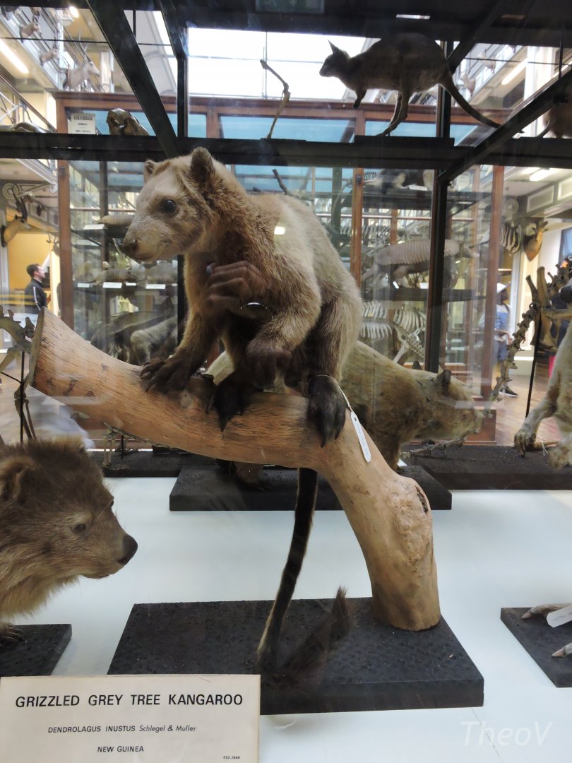 Grizzled tree-kangaroo [2016]