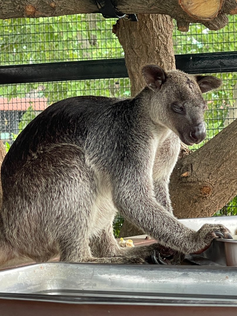Grizzled tree-kangaroo at Sriayuthaya Lion Park