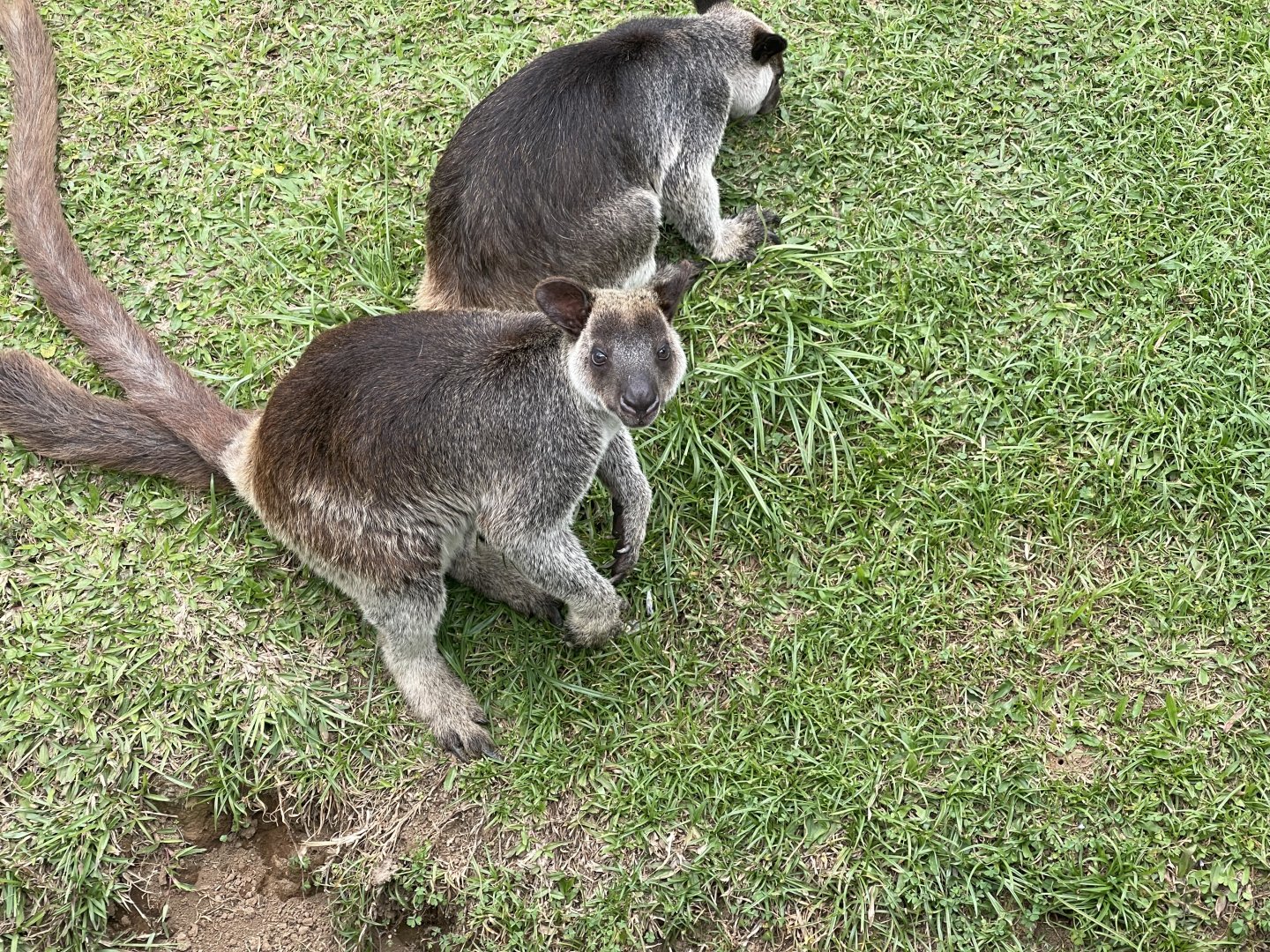 grizzled tree-kangaroo (dendrolagus inustus) (1)