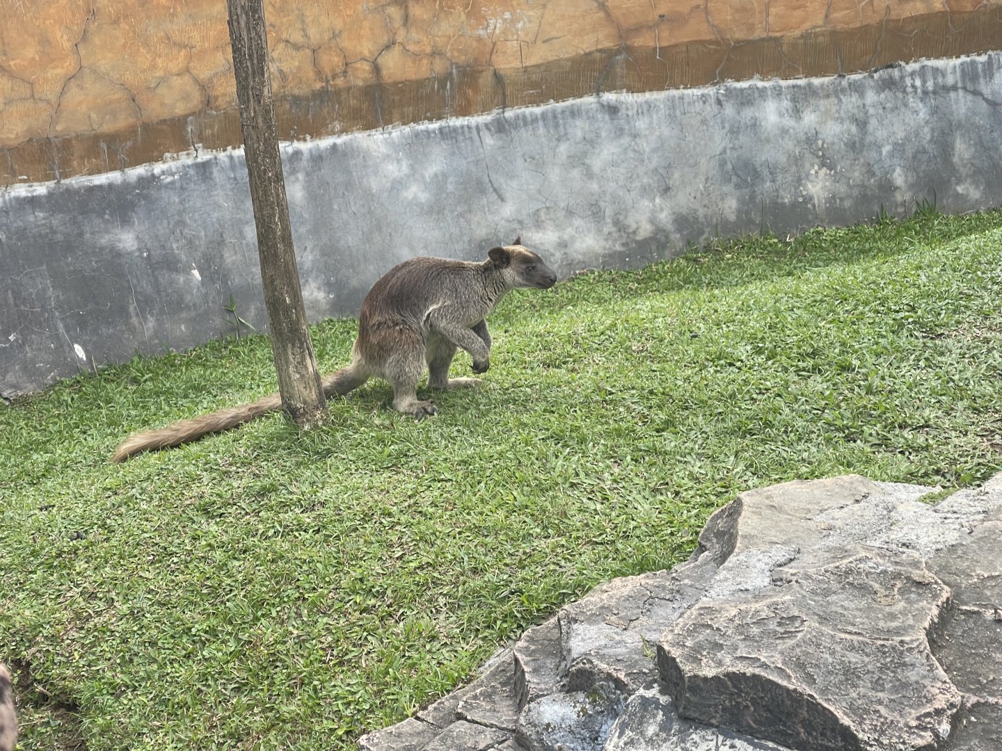 grizzled tree-kangaroo (dendrolagus inustus) (3)
