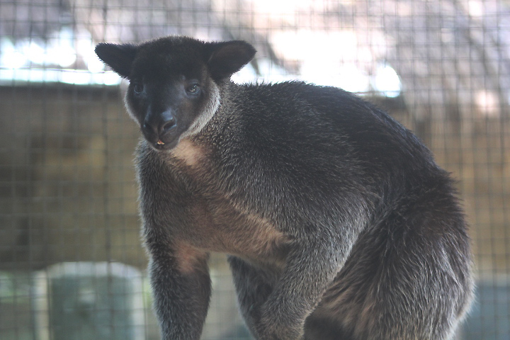 Grizzled tree-kangaroo (Dendrolagus inustus finschi)