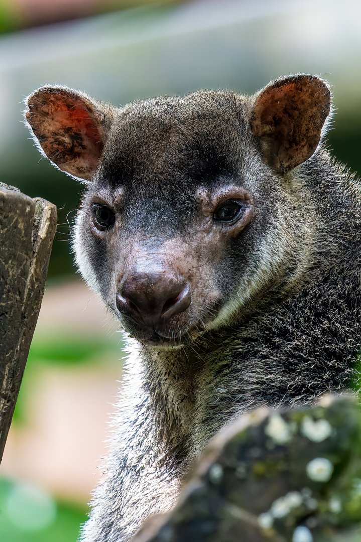 Grizzled Tree Kangaroo - Dendrolagus inustus - Papua Exhibit