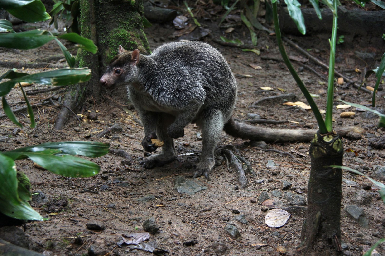 grizzled tree-kangaroo (Dendrolagus inustus)