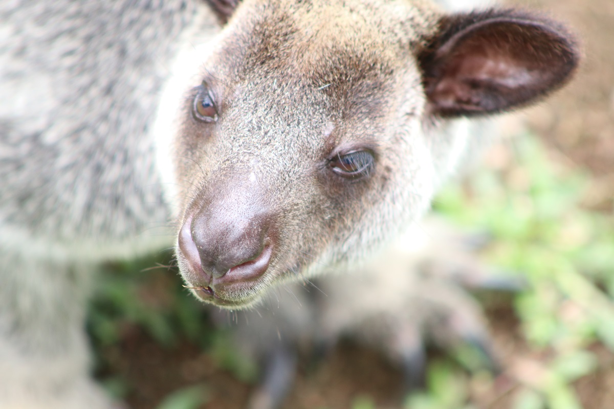 Grizzled Tree Kangaroo (Dendrolagus inustus)