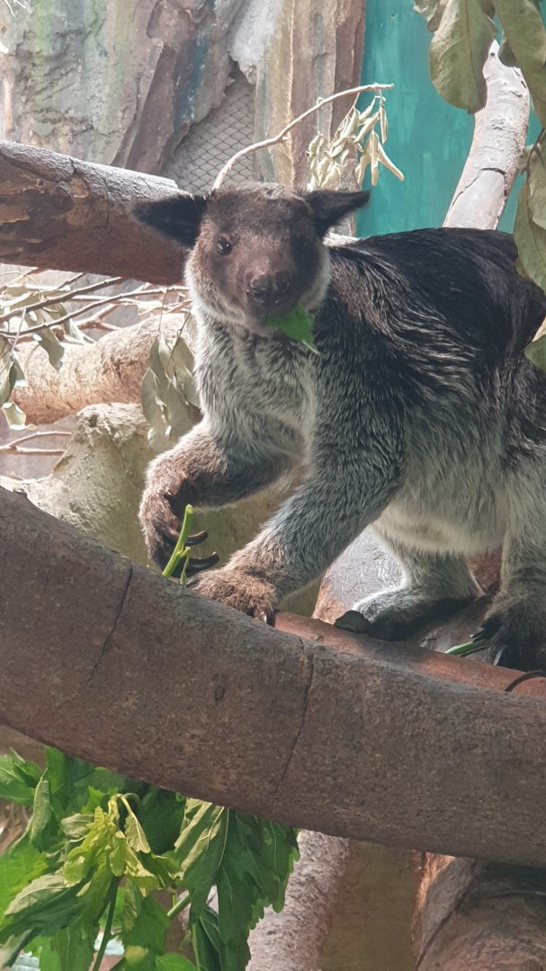 Grizzled Tree Kangaroo (Dendrolagus inustus)