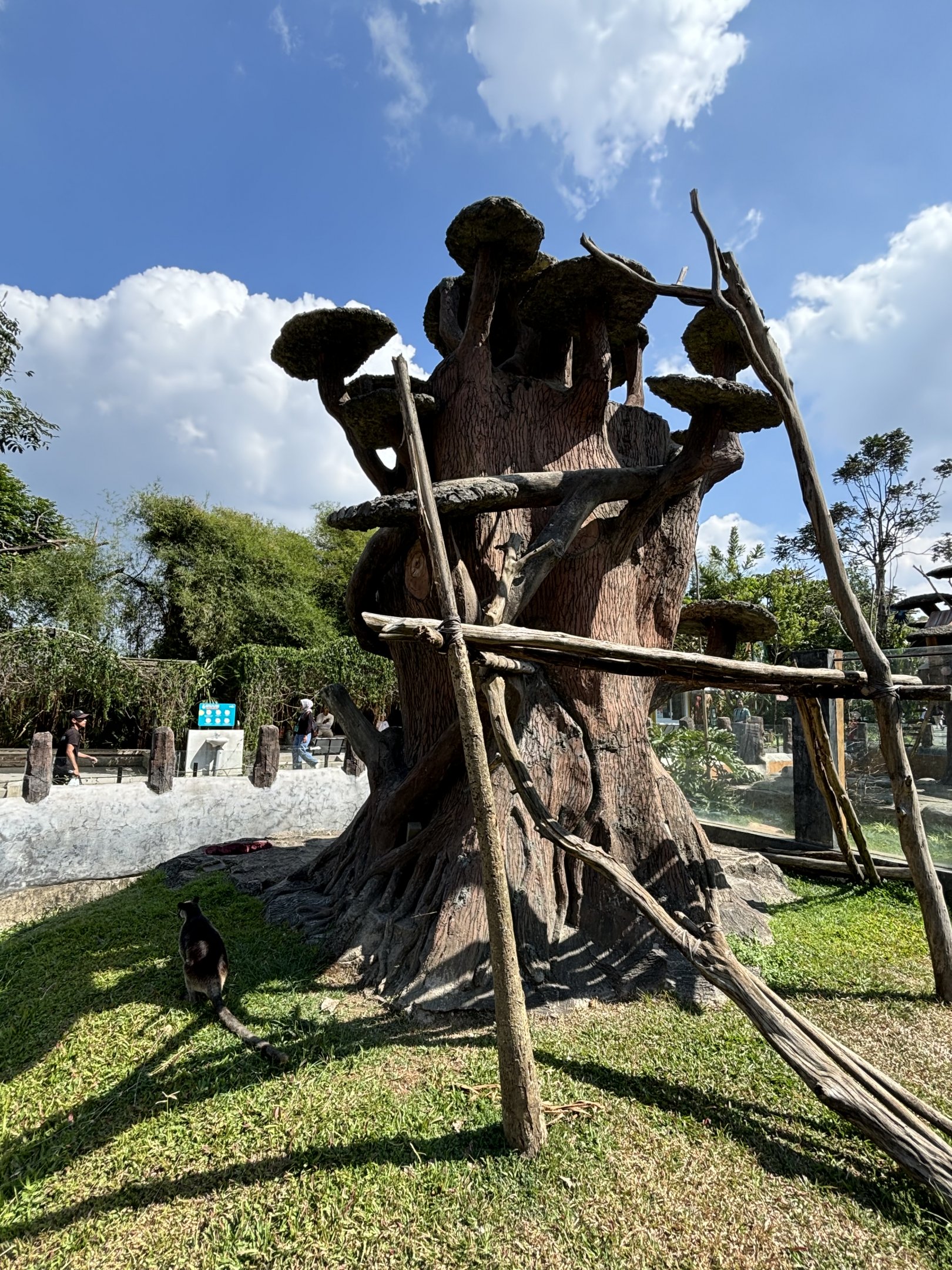 Grizzled Tree Kangaroo Exhibit #1