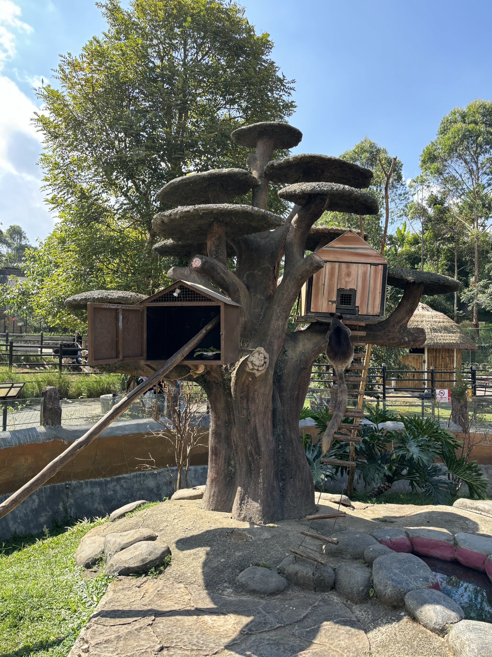 Grizzled Tree Kangaroo Exhibit #2