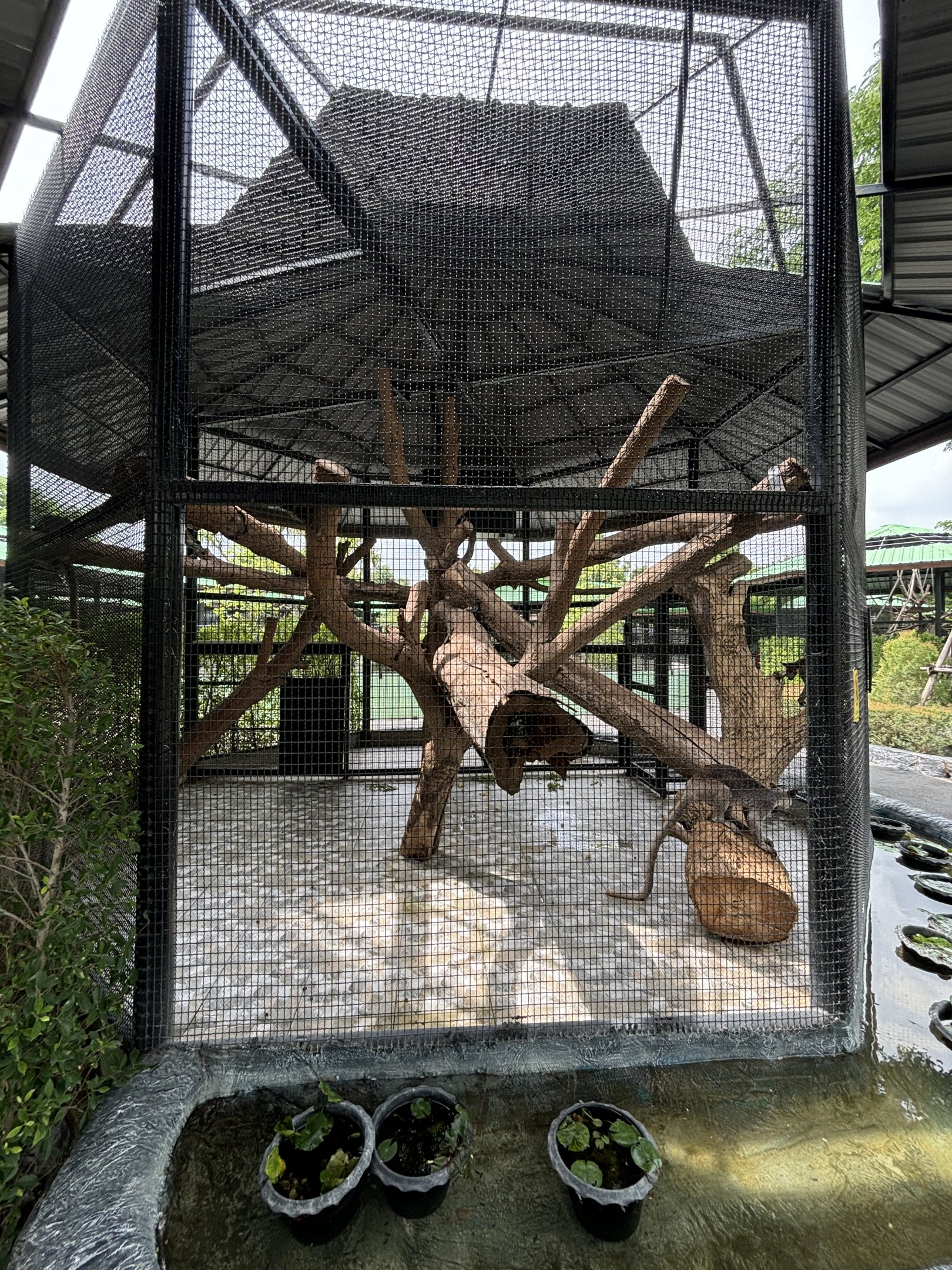 Grizzled Tree Kangaroo Exhibit - Lion Park