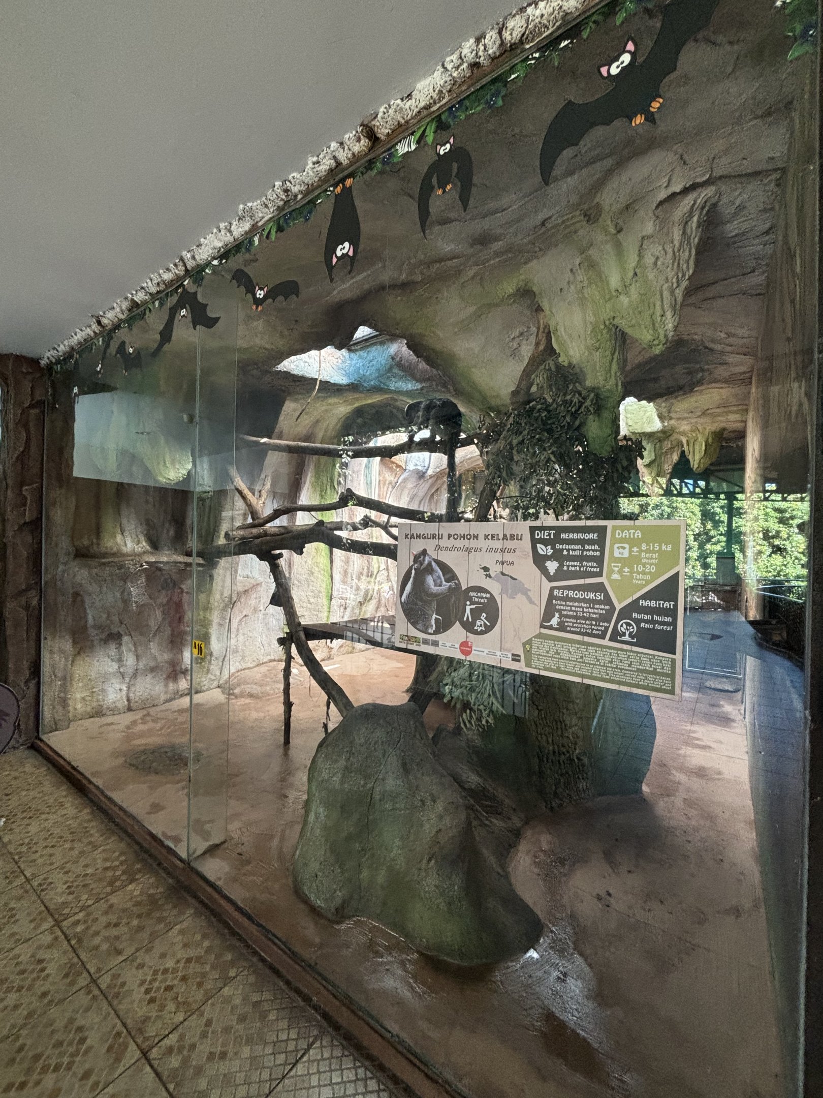 Grizzled Tree Kangaroo Exhibit