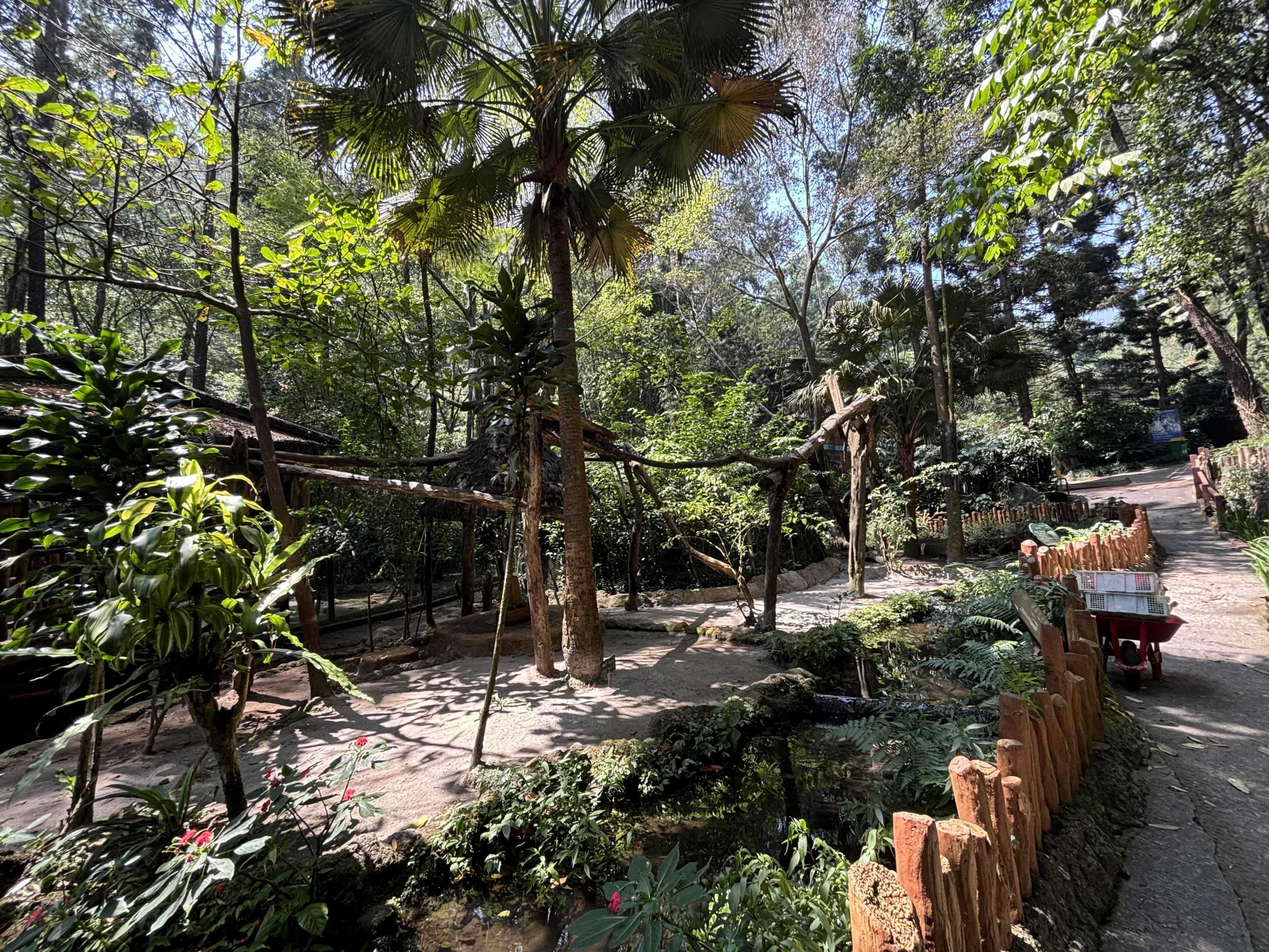 Grizzled Tree Kangaroo Exhibit
