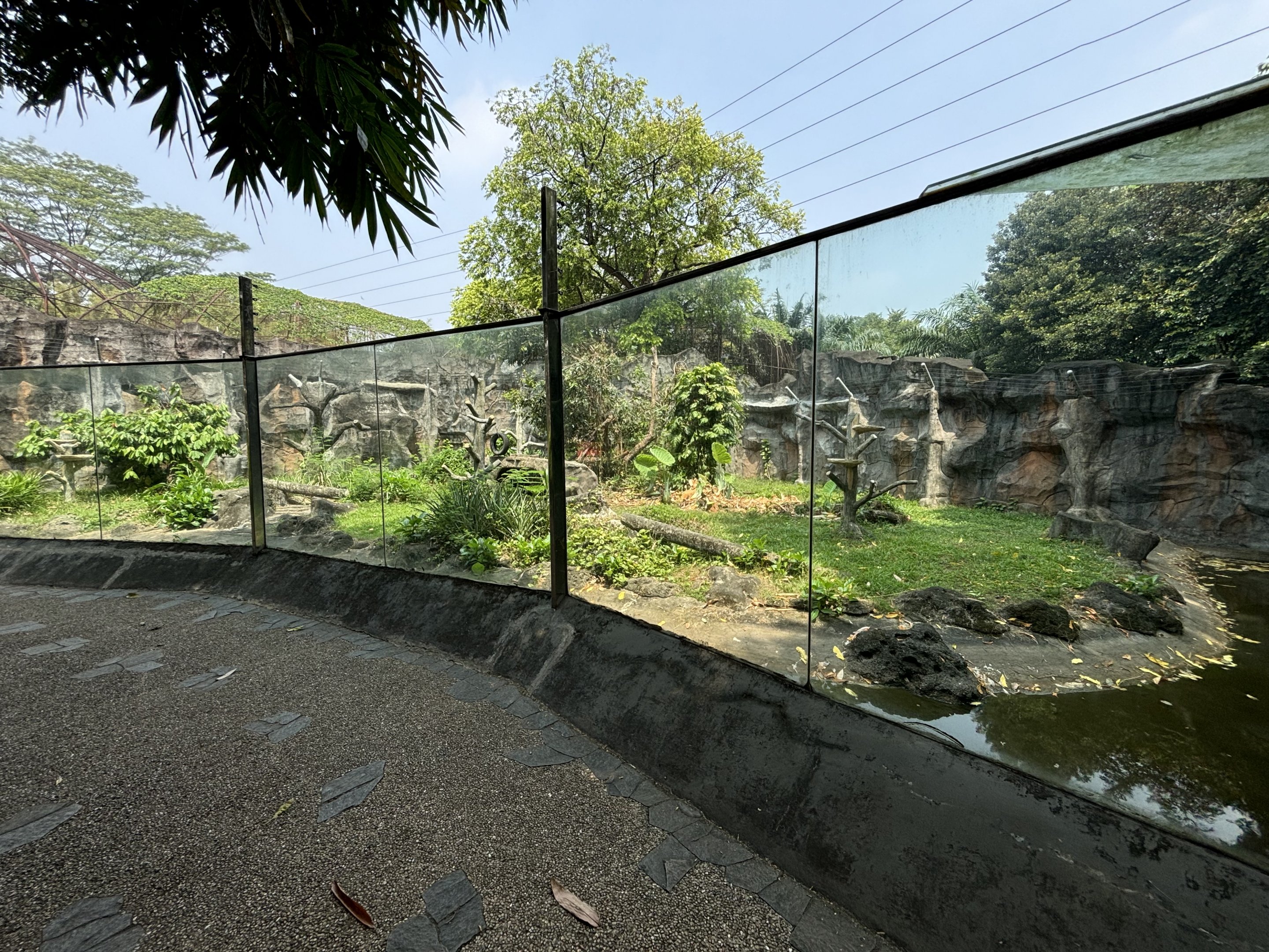 Grizzled Tree Kangaroo Exhibit