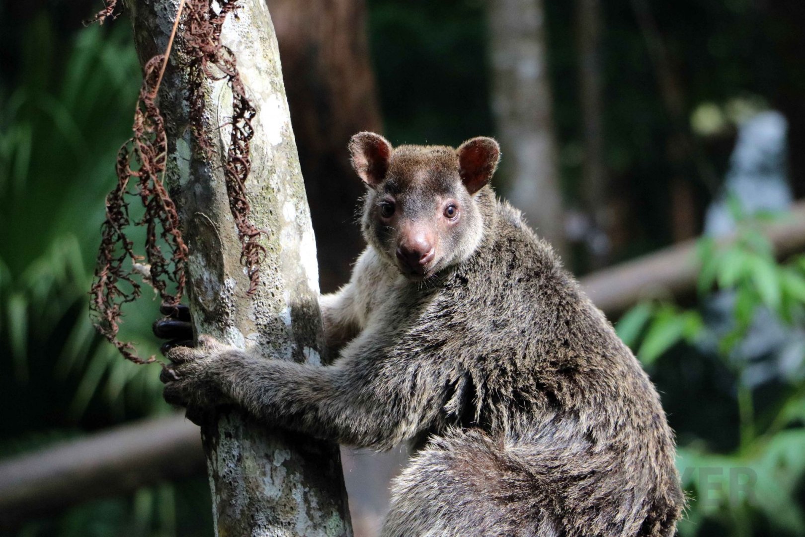 Grizzled tree kangaroo, June 2016