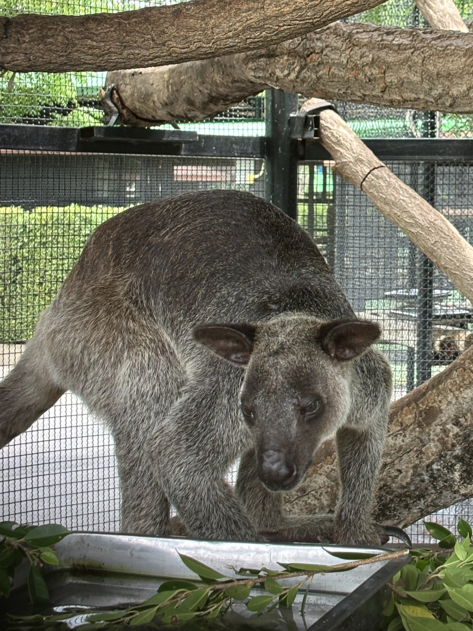Grizzled Tree Kangaroo - Lion Park