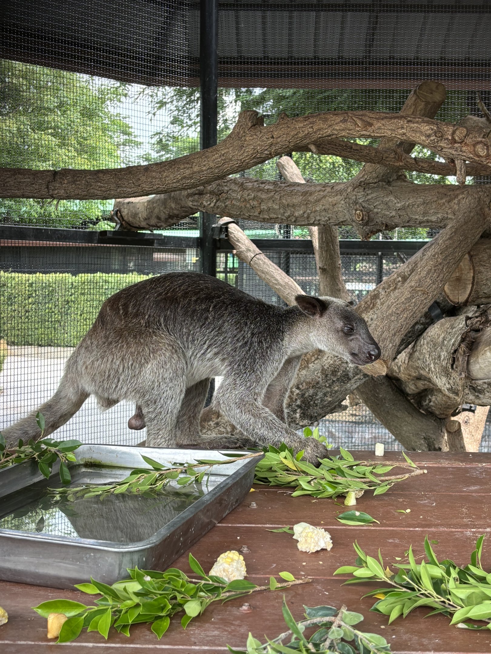 Grizzled Tree Kangaroo - Lion Park