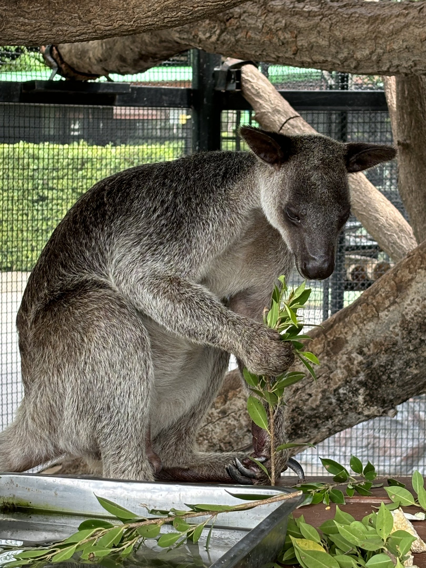 Grizzled Tree Kangaroo - Lion Park