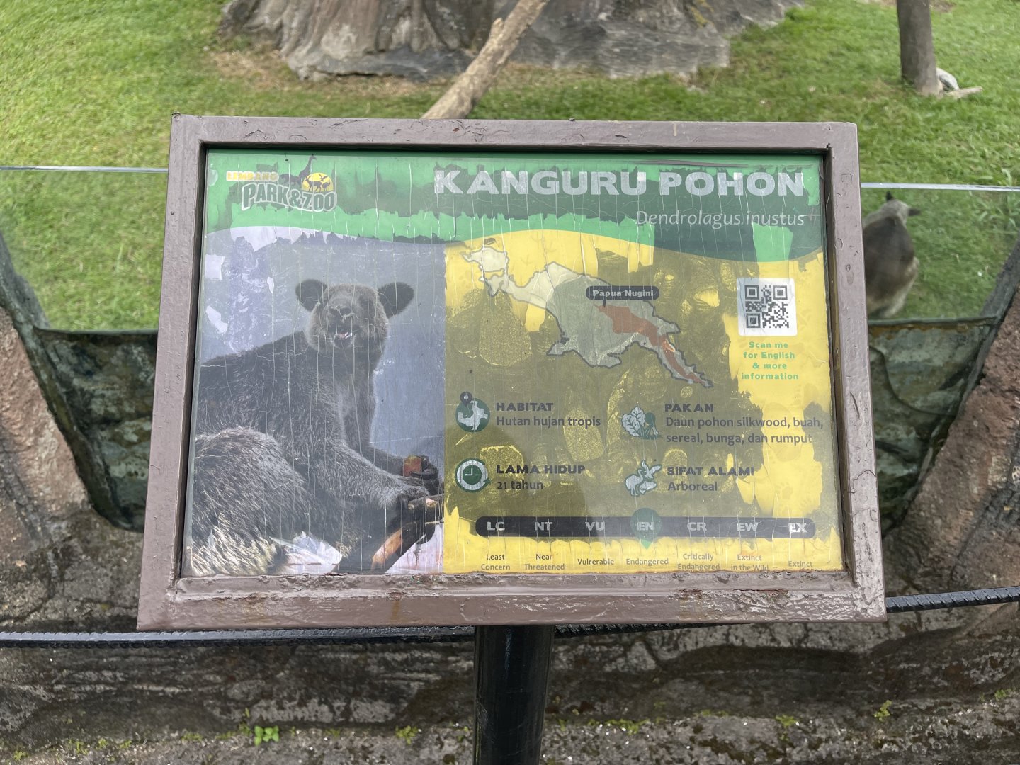 grizzled tree-kangaroo signage