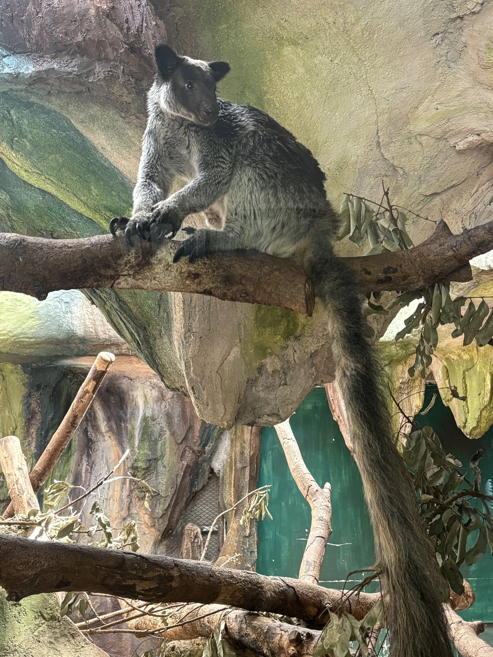 Grizzled Tree Kangaroo