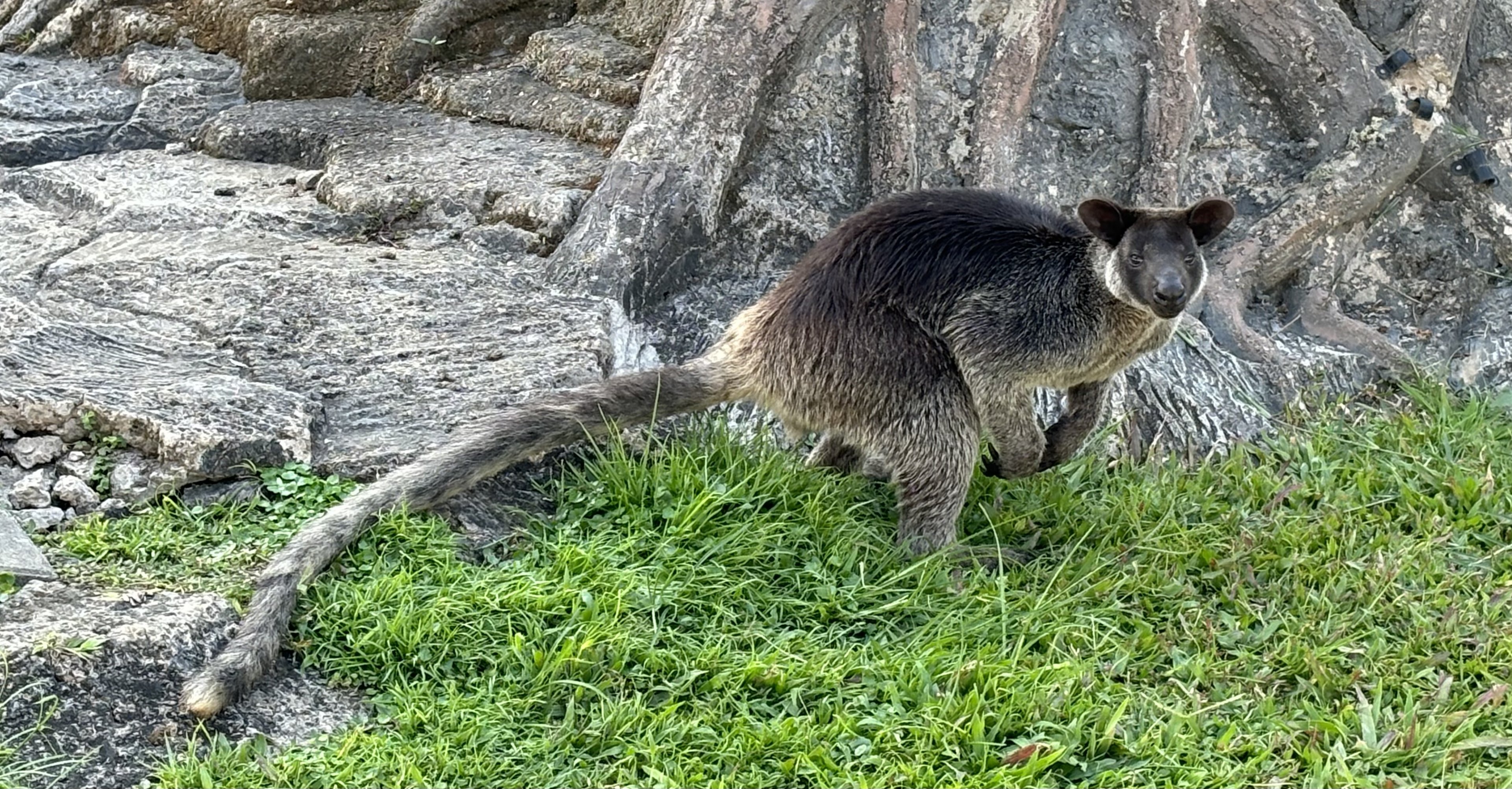Grizzled Tree Kangaroo
