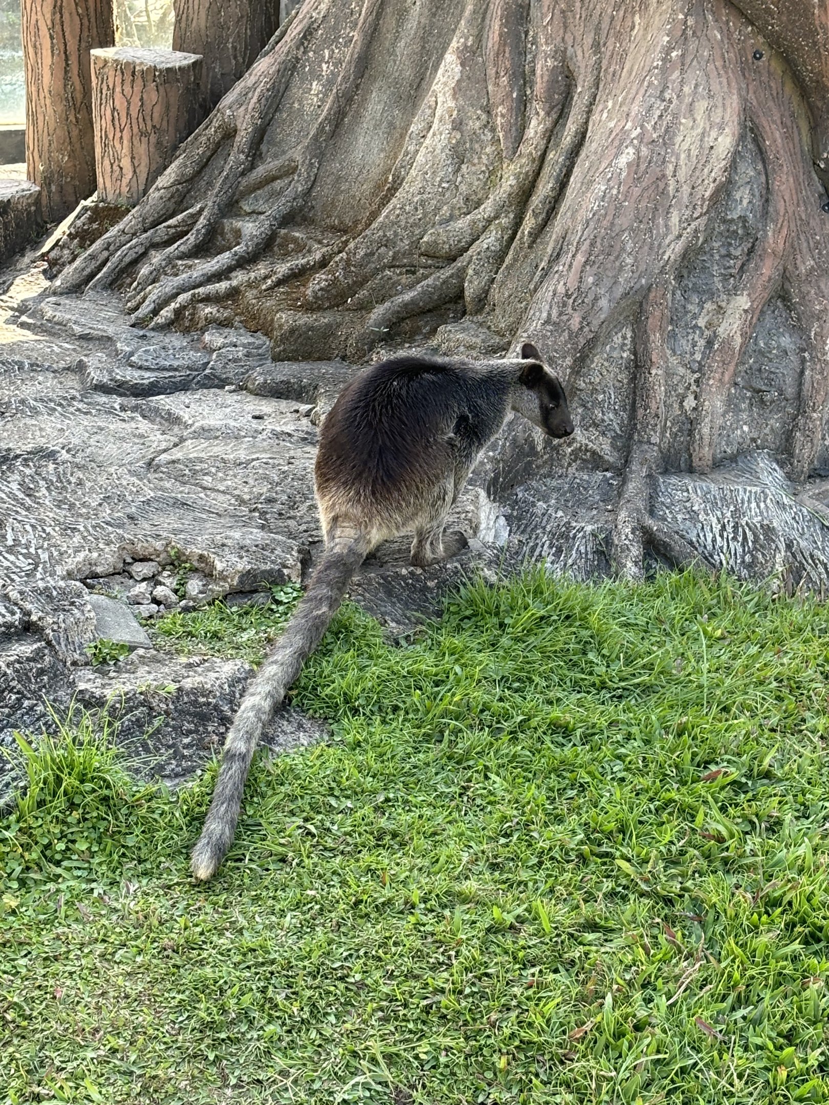 Grizzled Tree Kangaroo