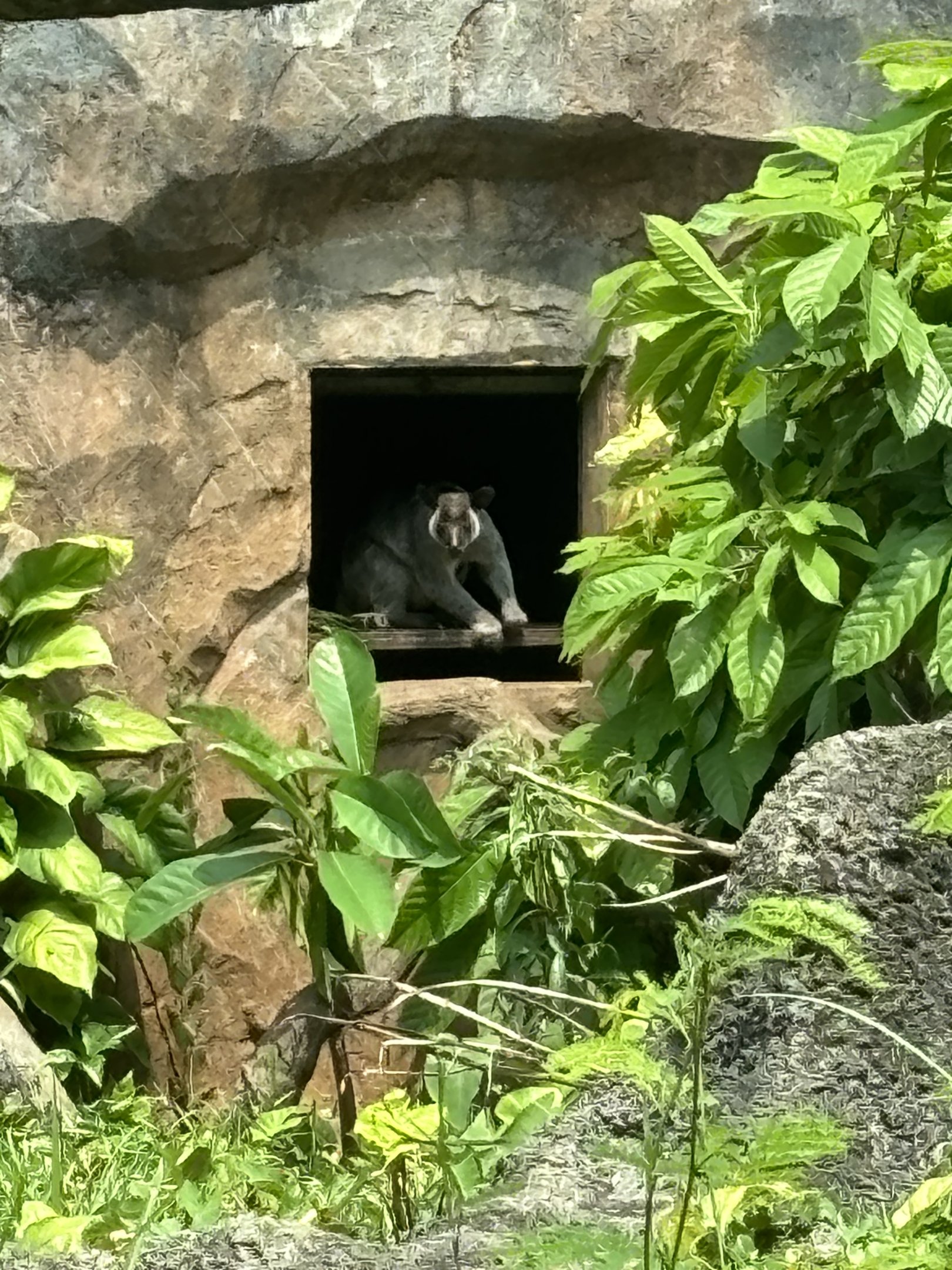 Grizzled Tree Kangaroo