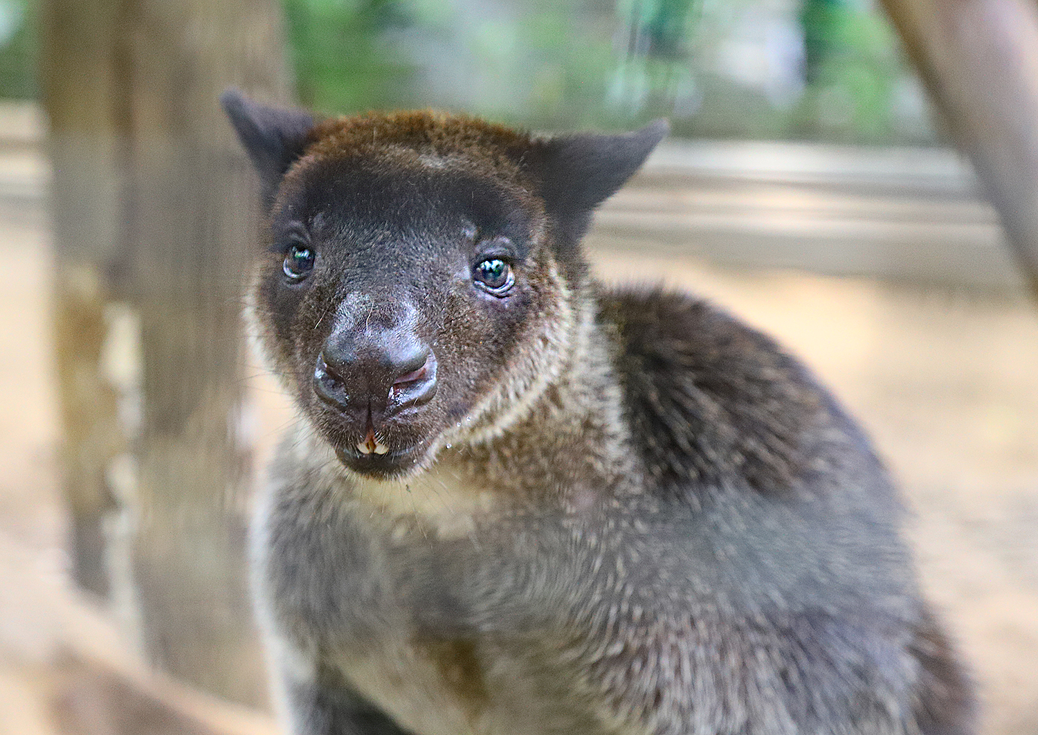 Grizzled Tree Kangaroo