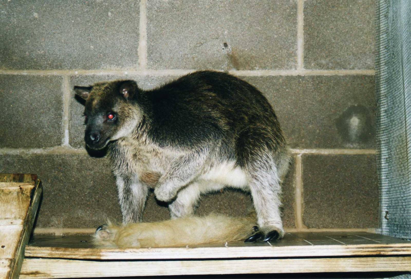 GrizzledTree Kangaroo, San Antonio Zoo