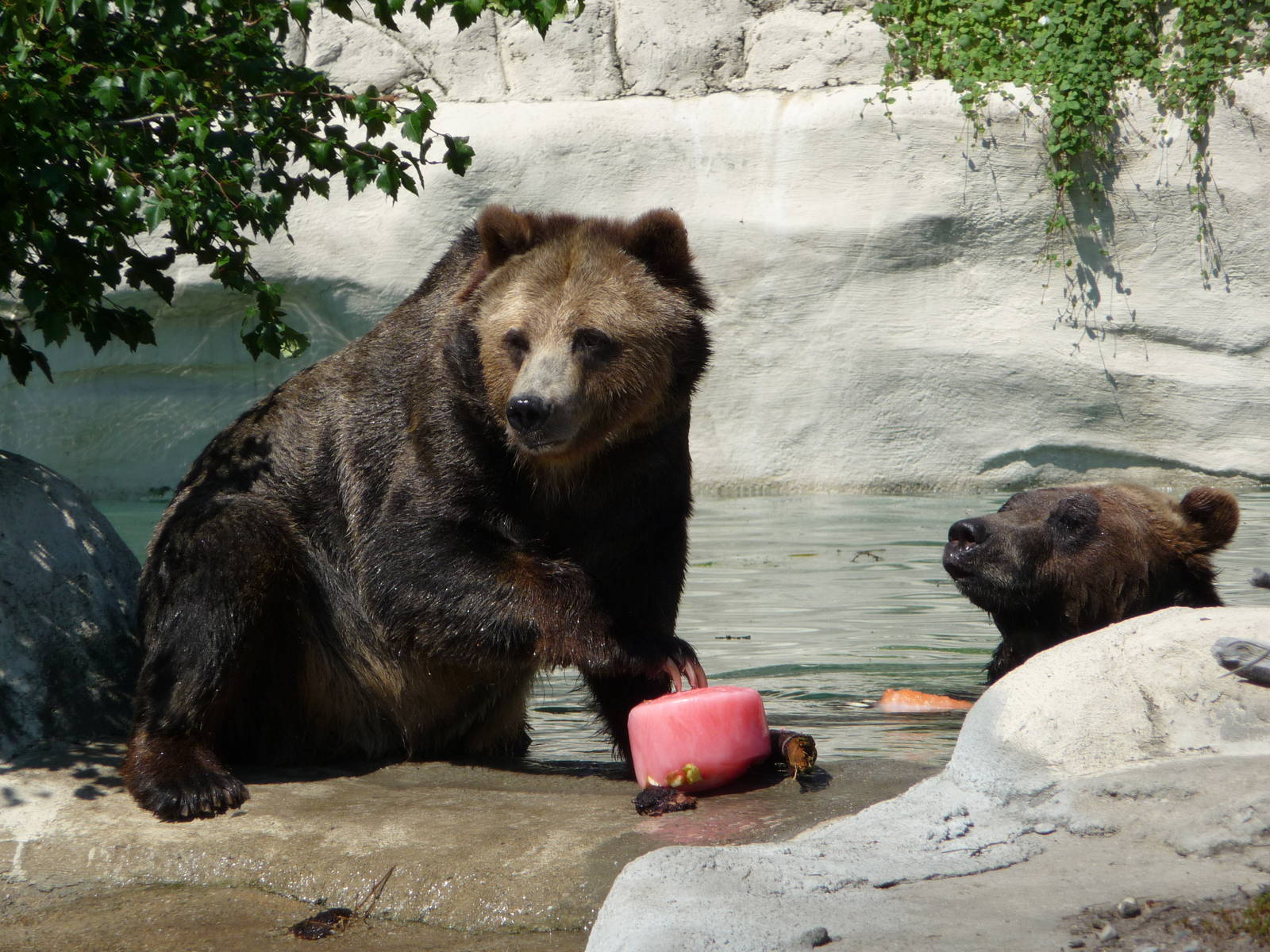 Grizzlies - Detroit Zoo
