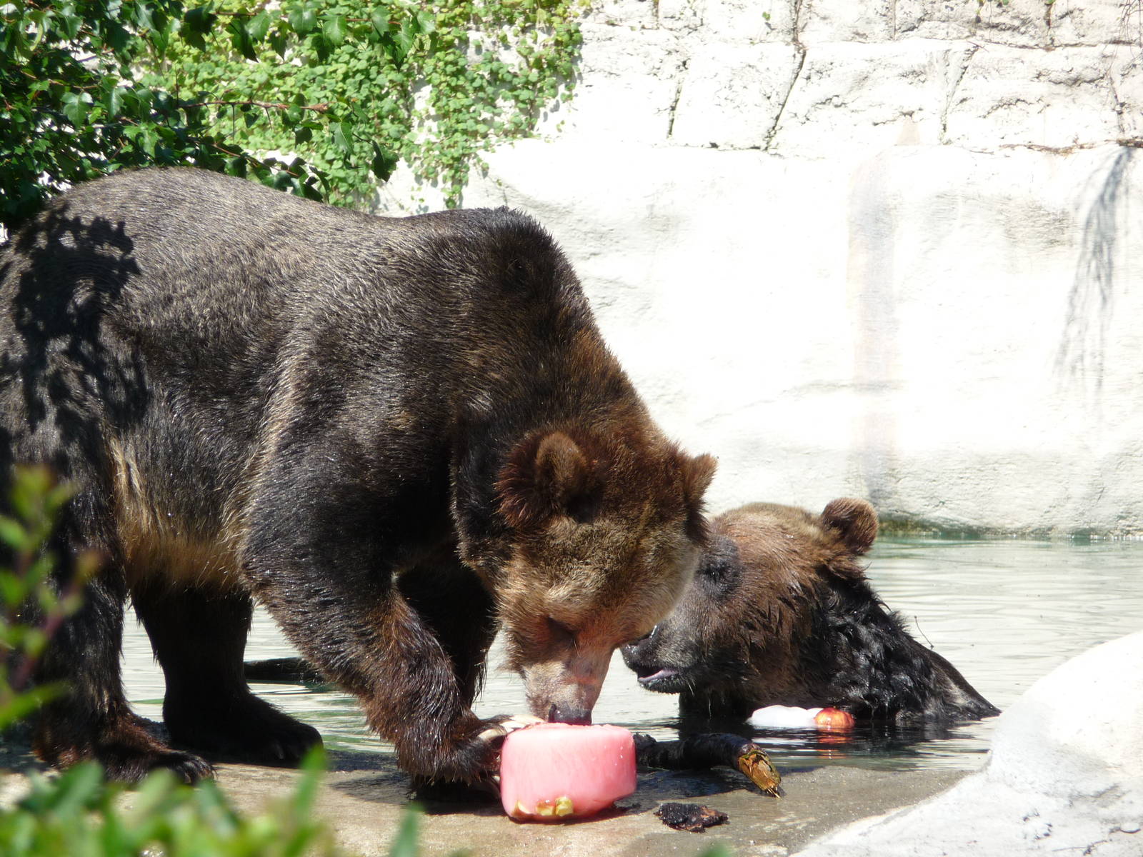Grizzlies - Detroit Zoo