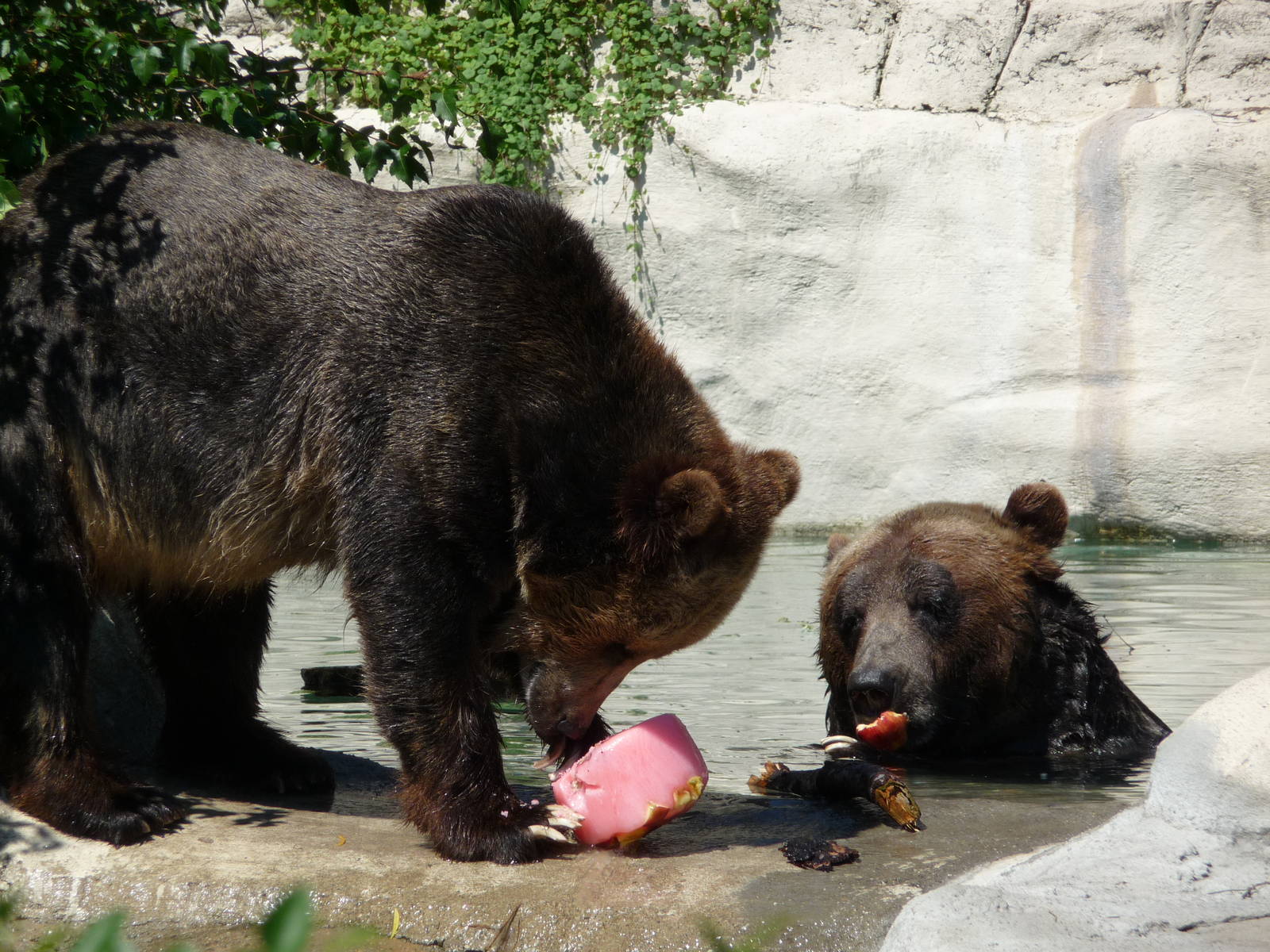 Grizzlies - Detroit Zoo