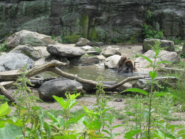 Grizzlies in the Water