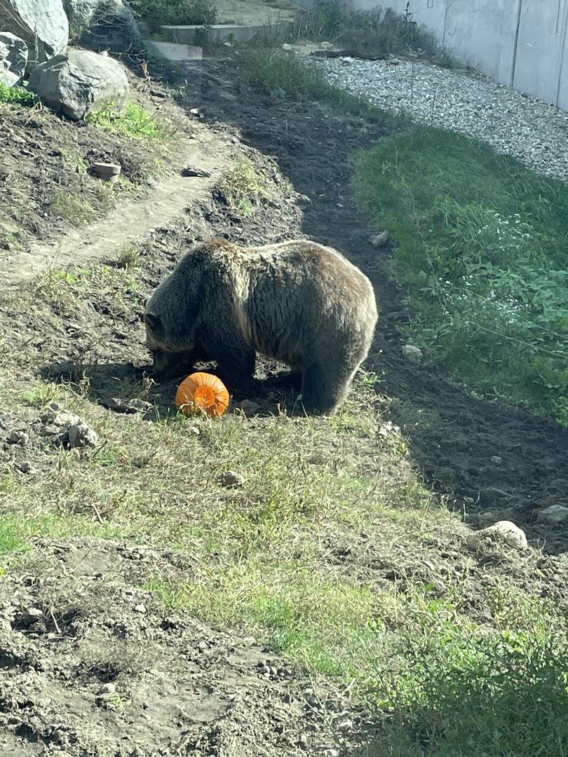 Grizzly Bear (10/16/21)