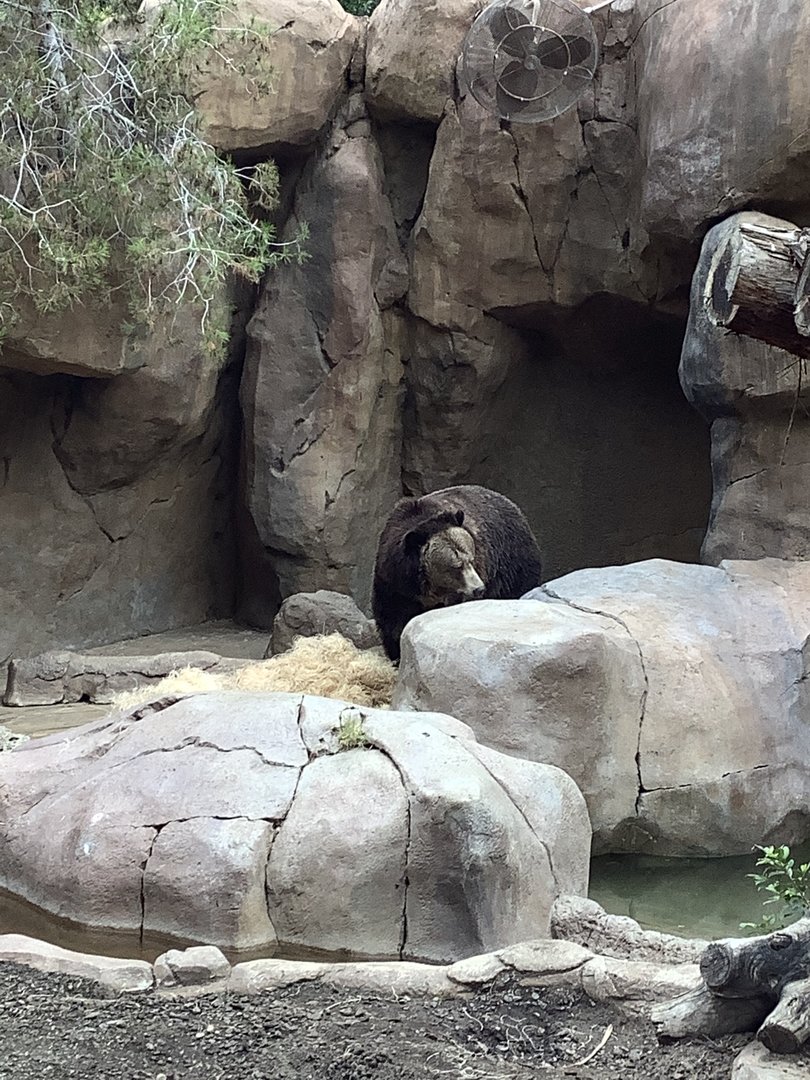 Grizzly Bear 10/7/21