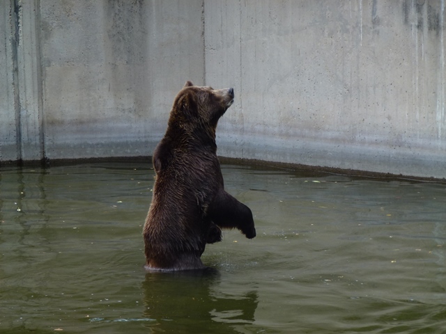 Grizzly bear 15.9.13