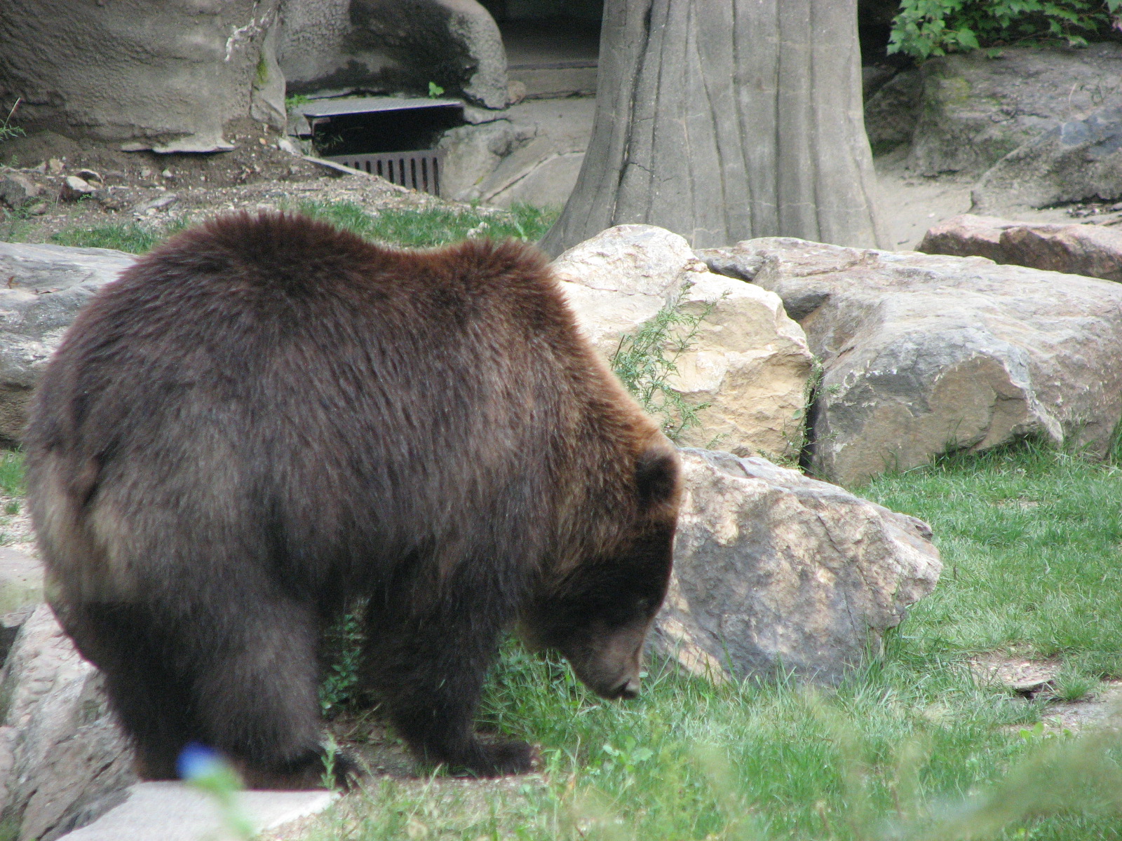Grizzly Bear 2011